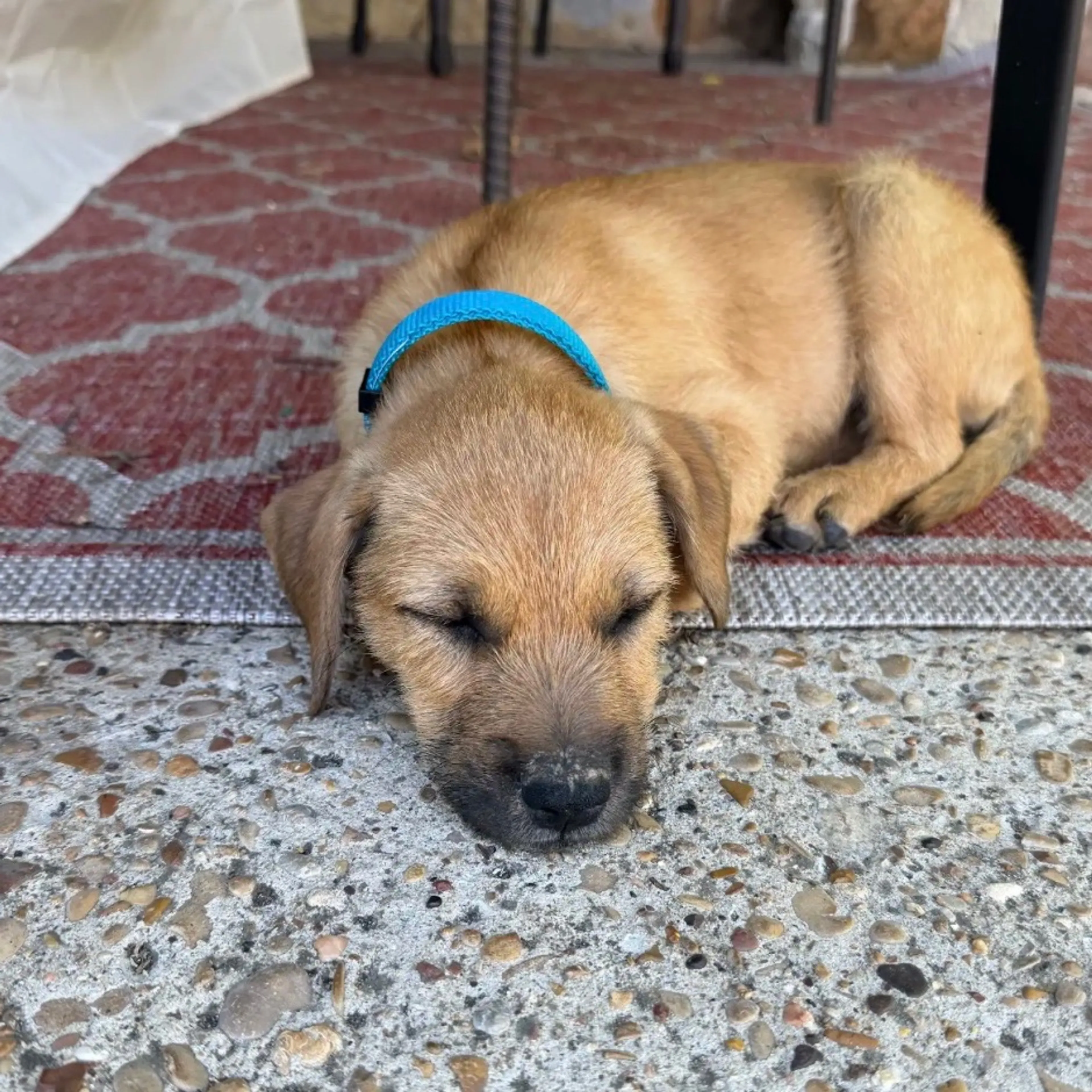 Found pet-3