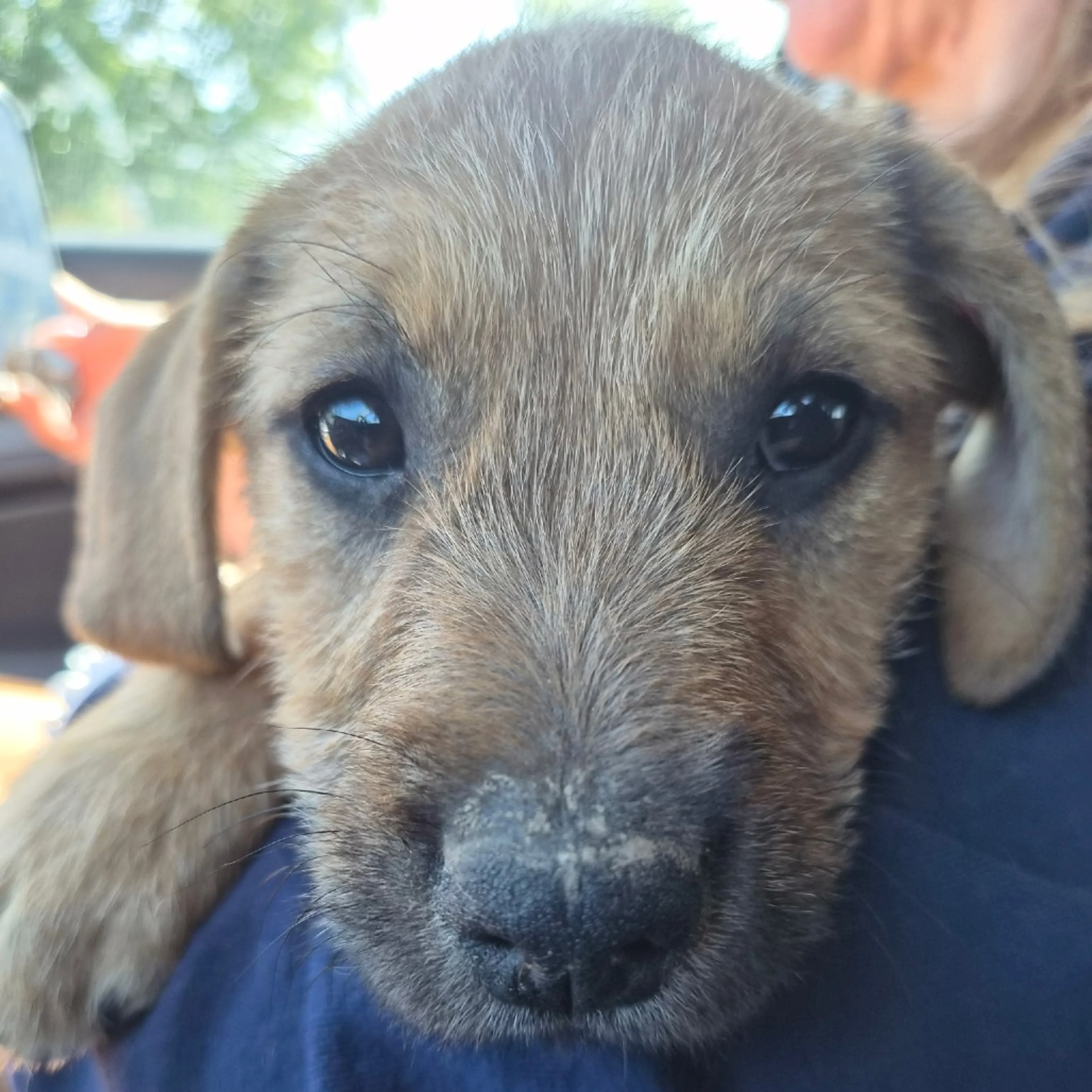 Found pet-1
