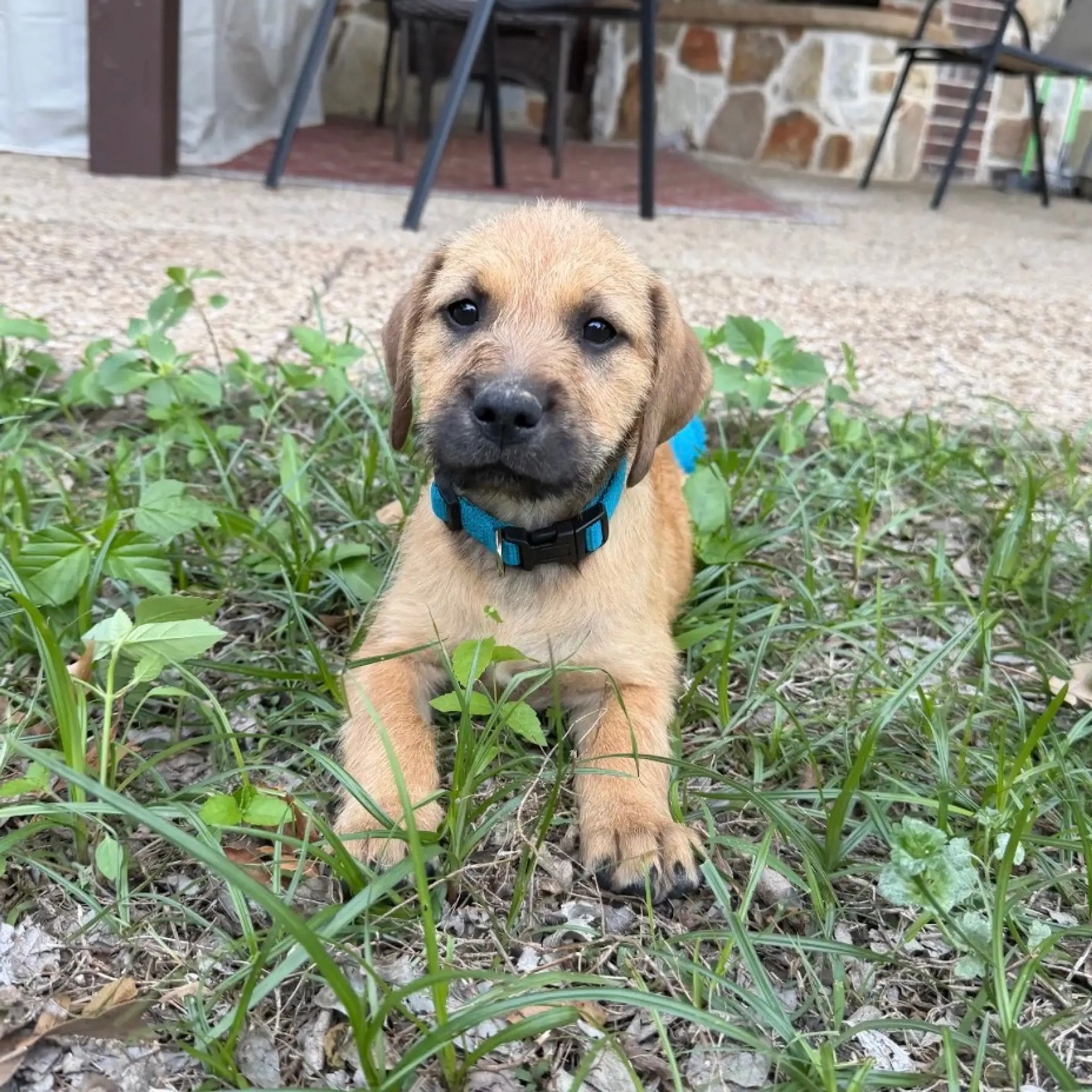 Found pet-0