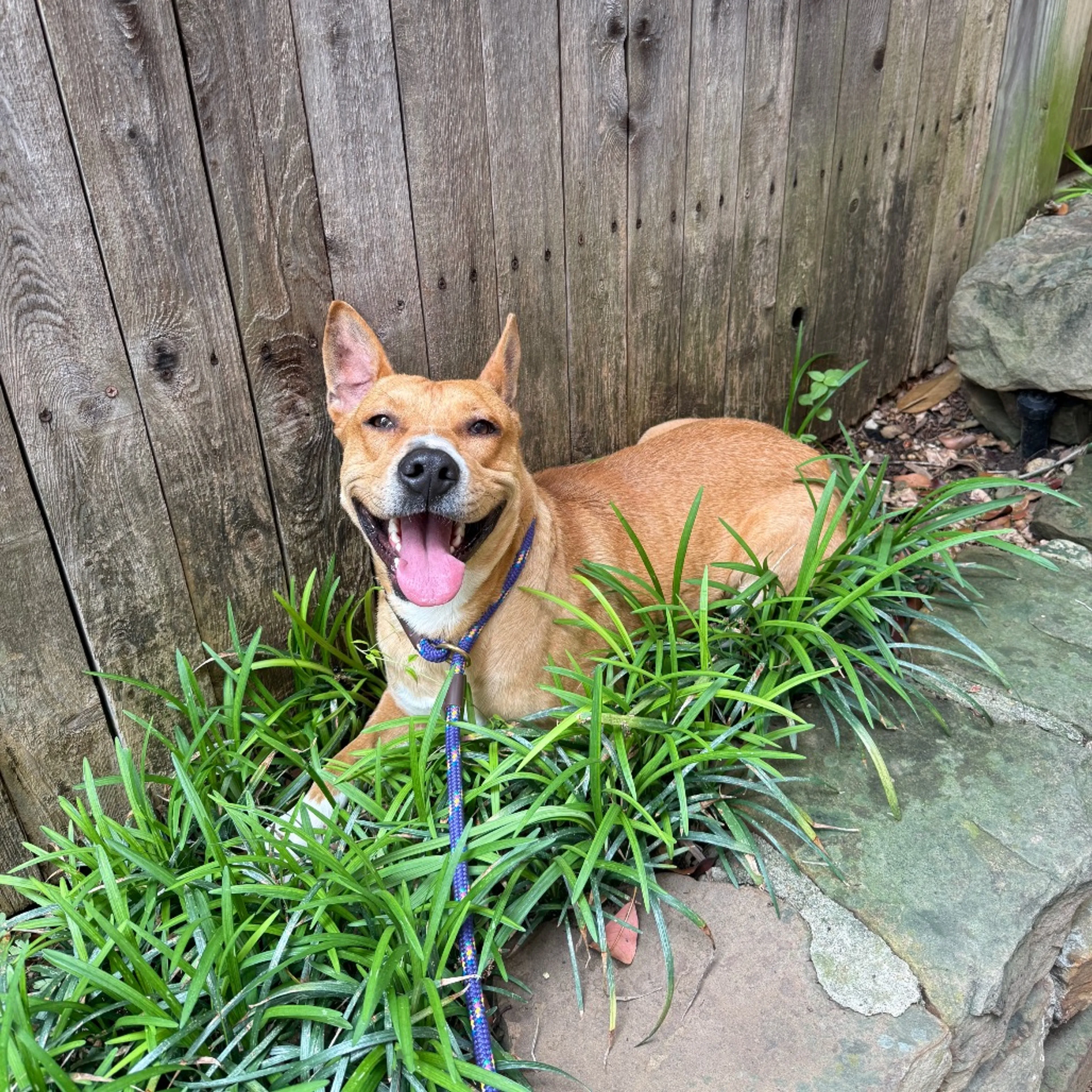 Found pet-5