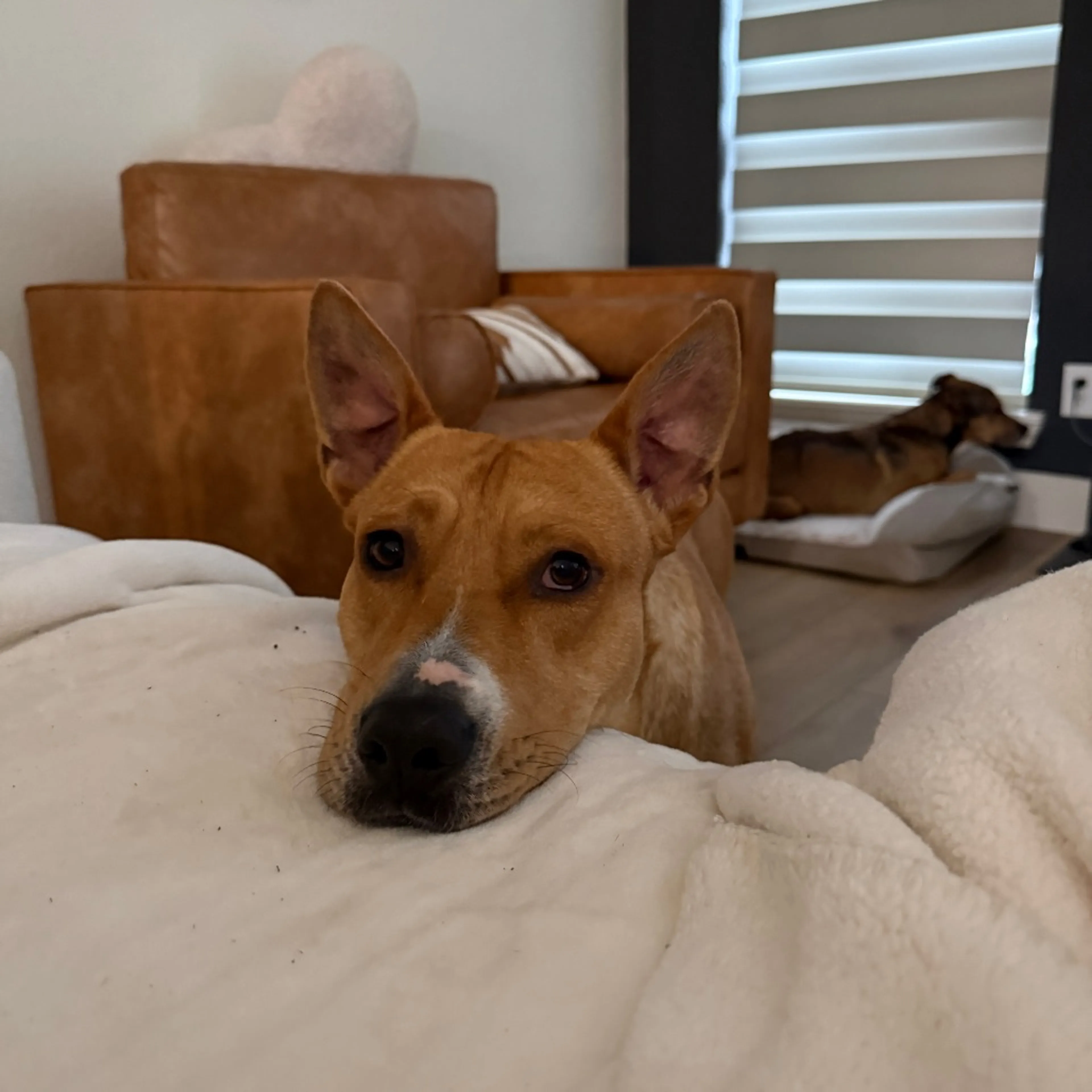 Found pet-10