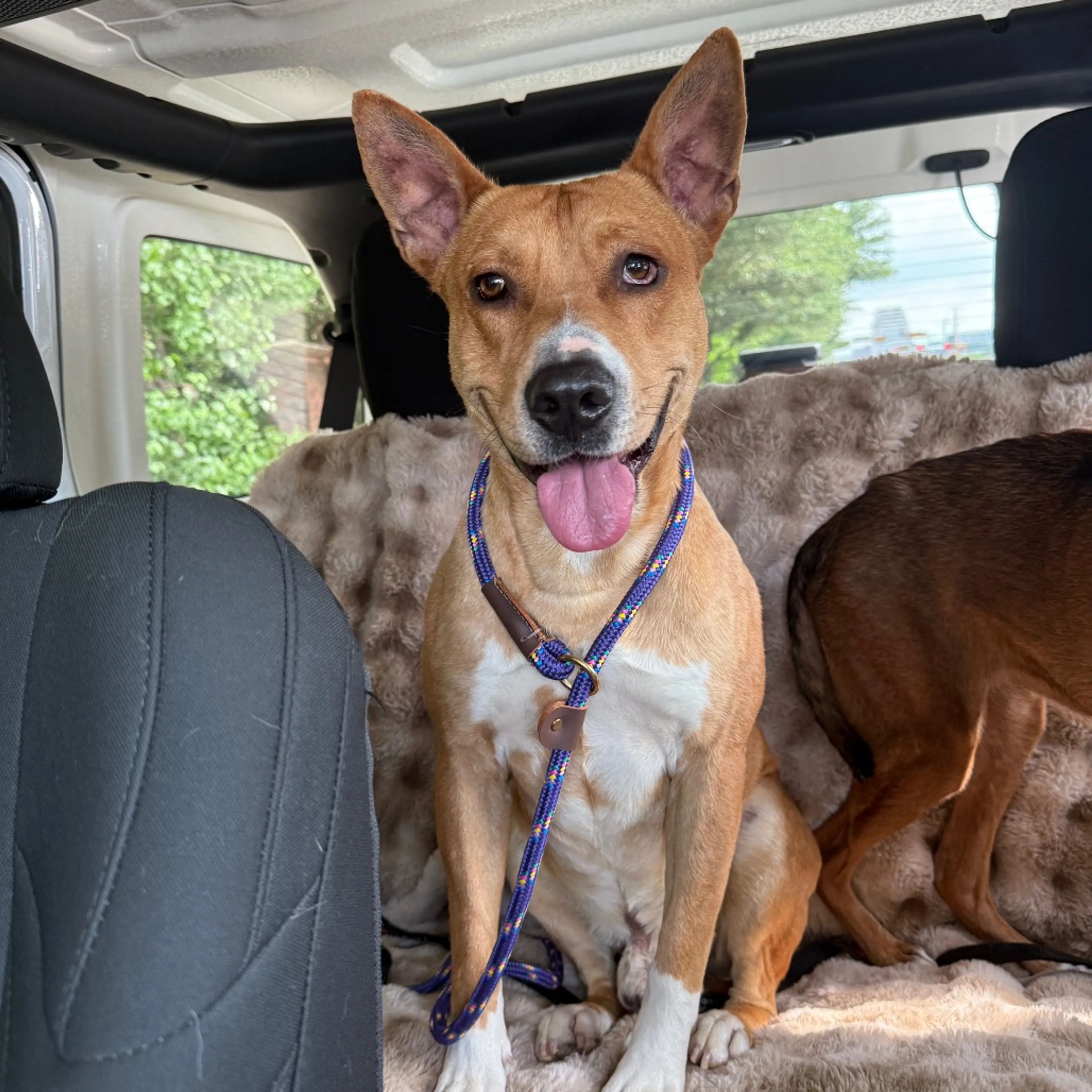 Found pet-2