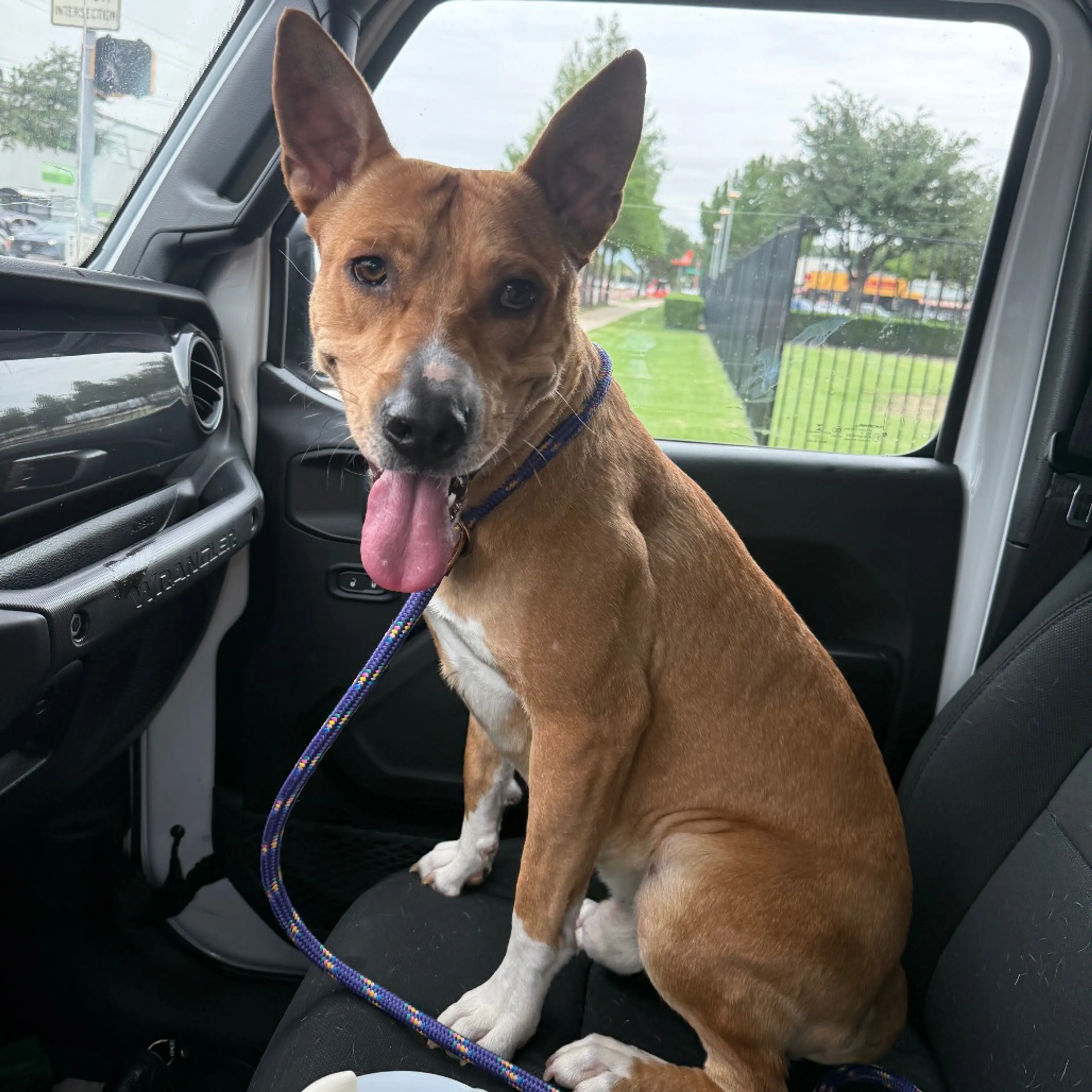 Found pet-11