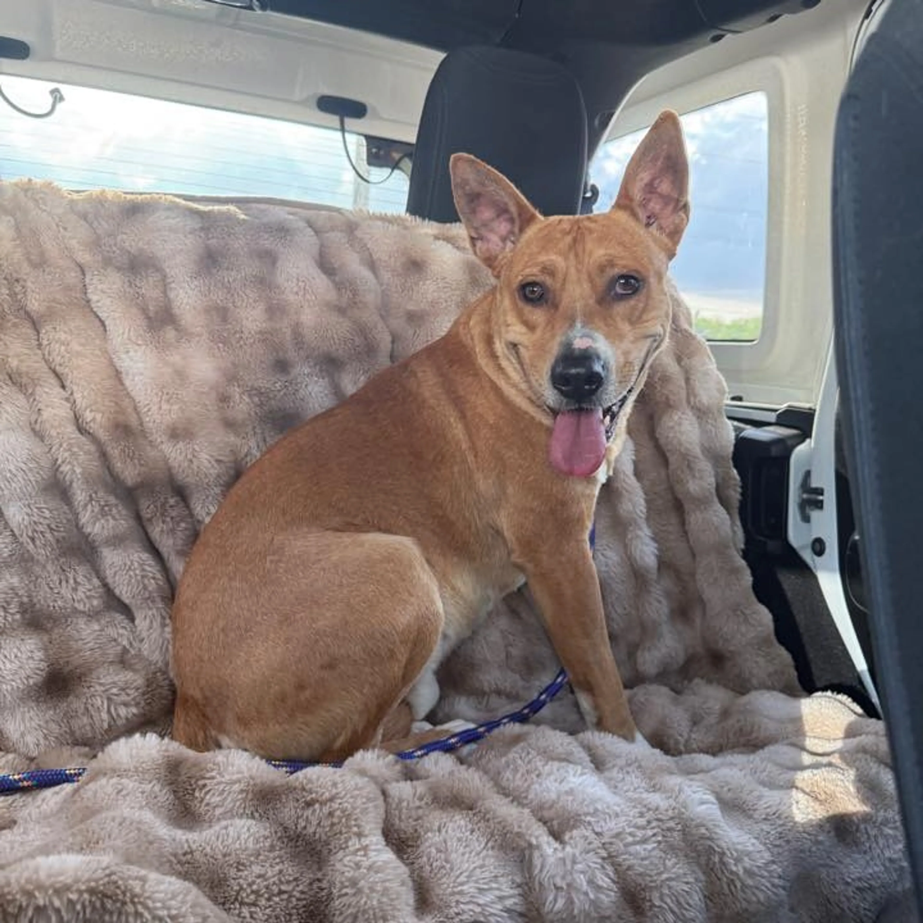 Found pet-7