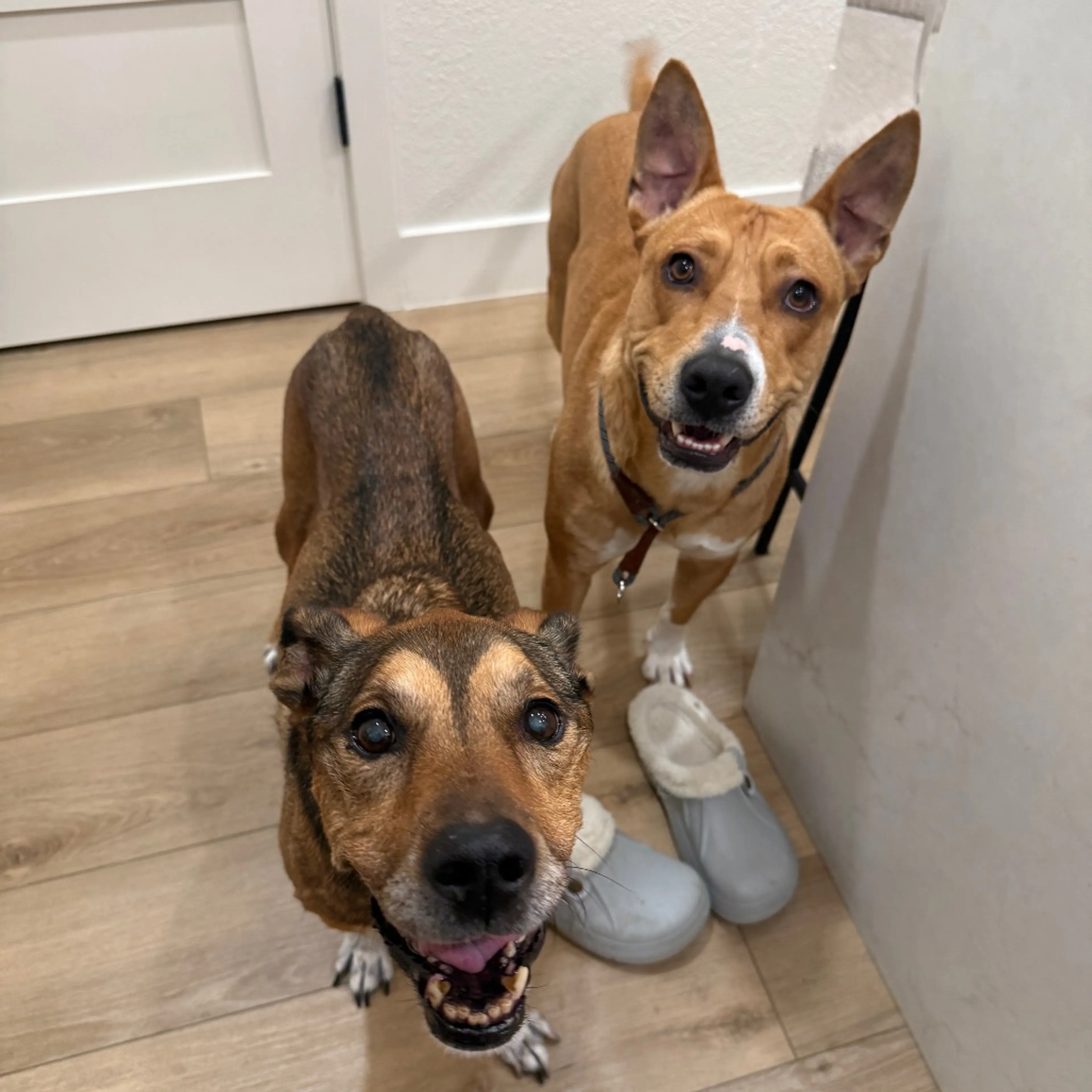 Found pet-18