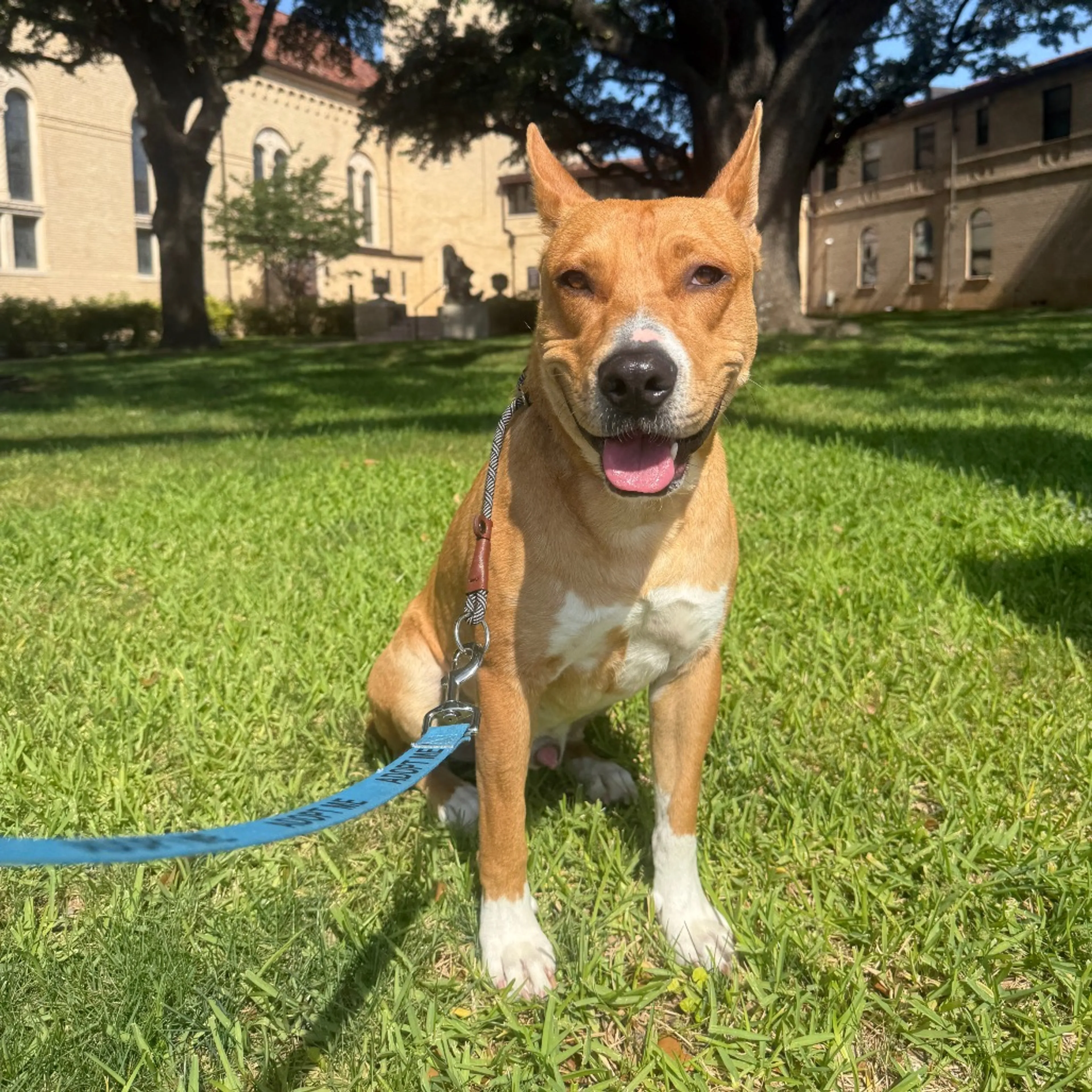 Found pet-14