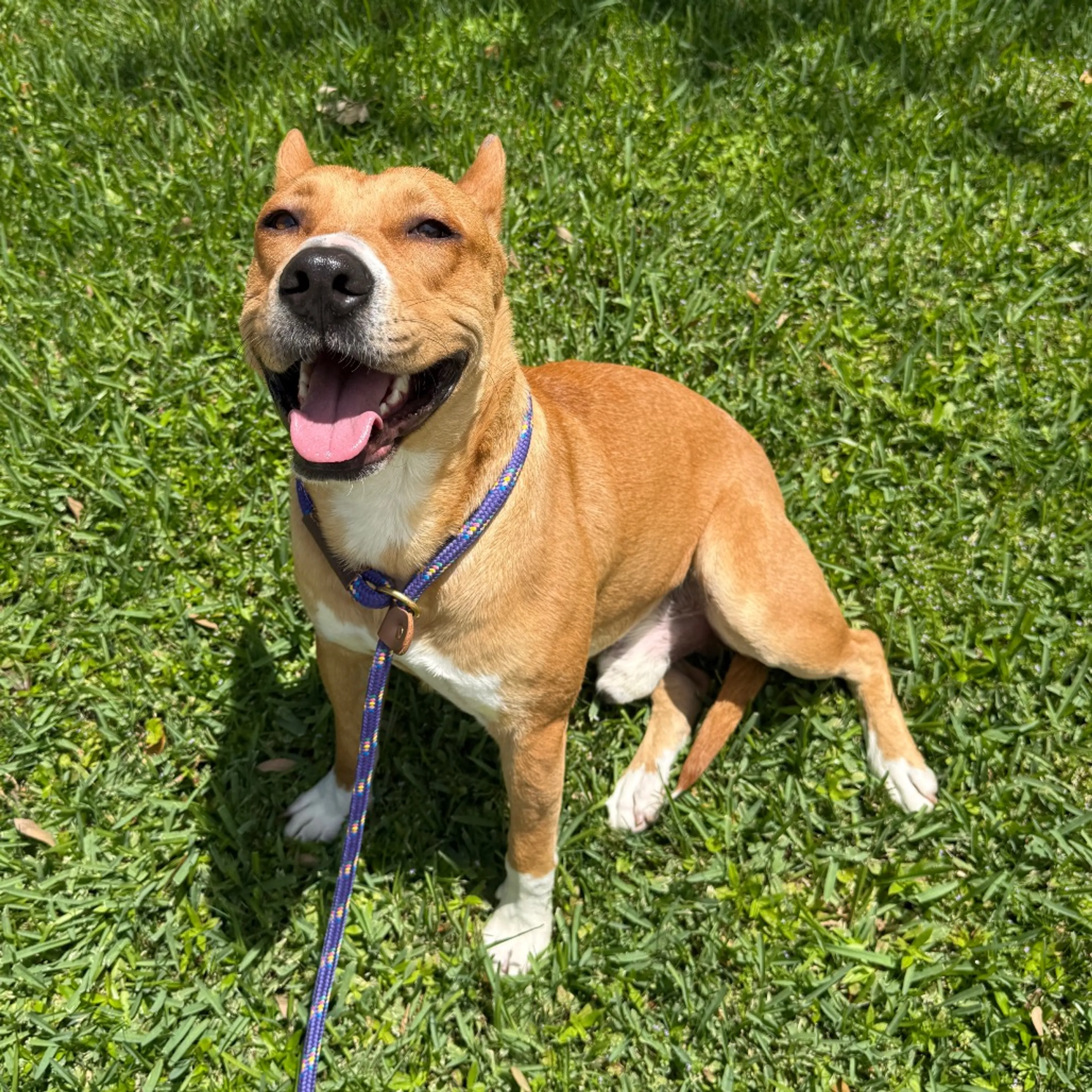 Found pet-3
