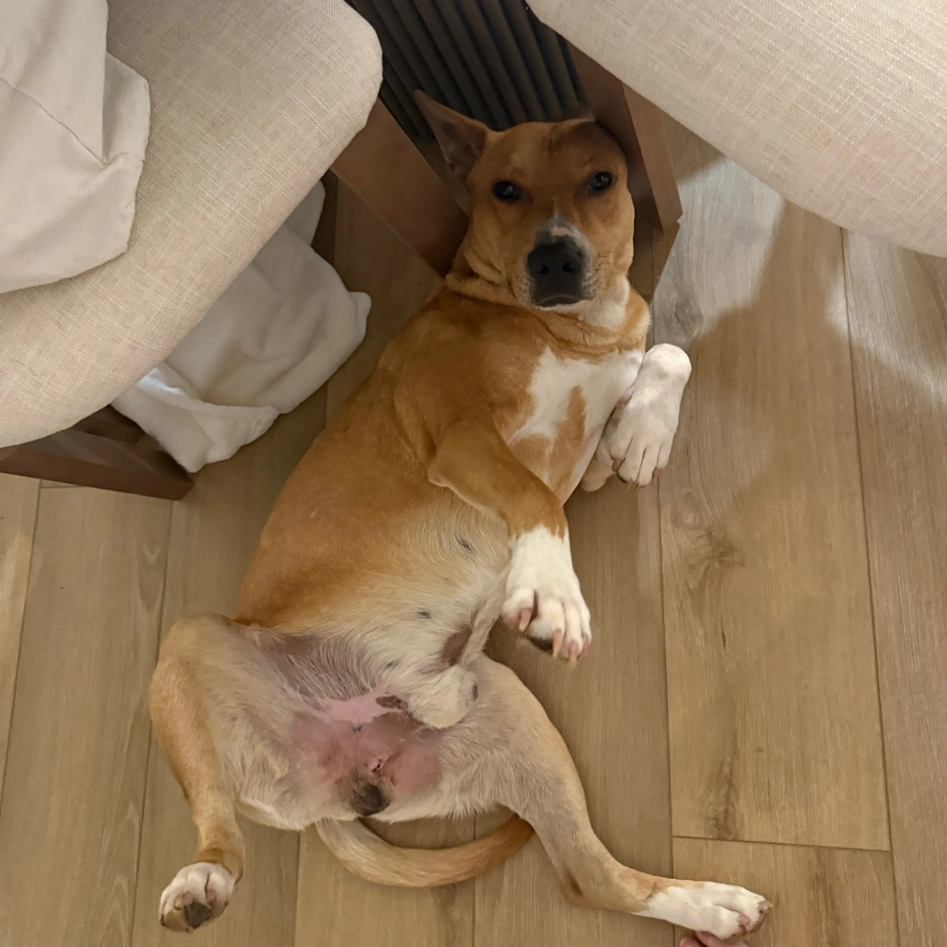 Found pet-13