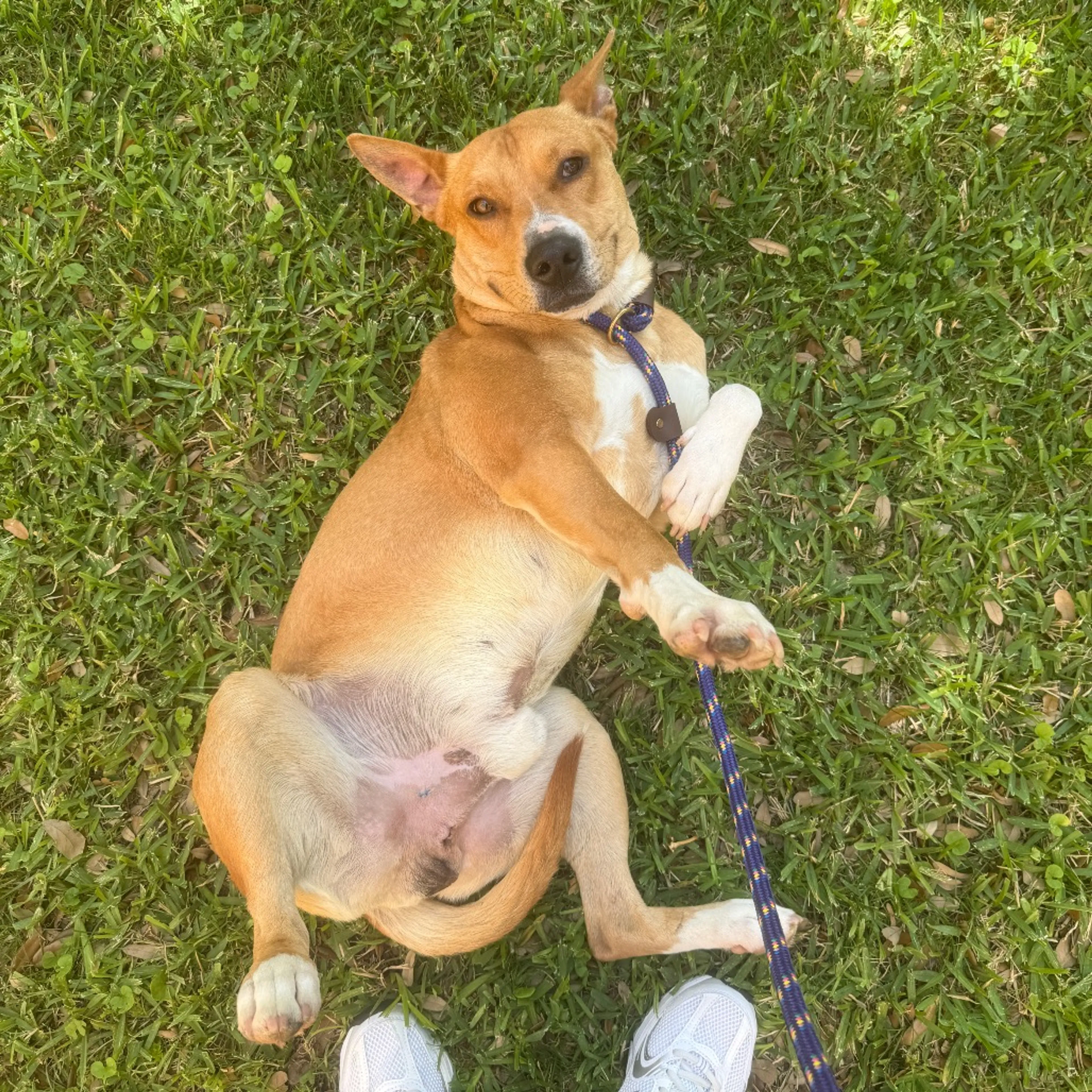 Found pet-1