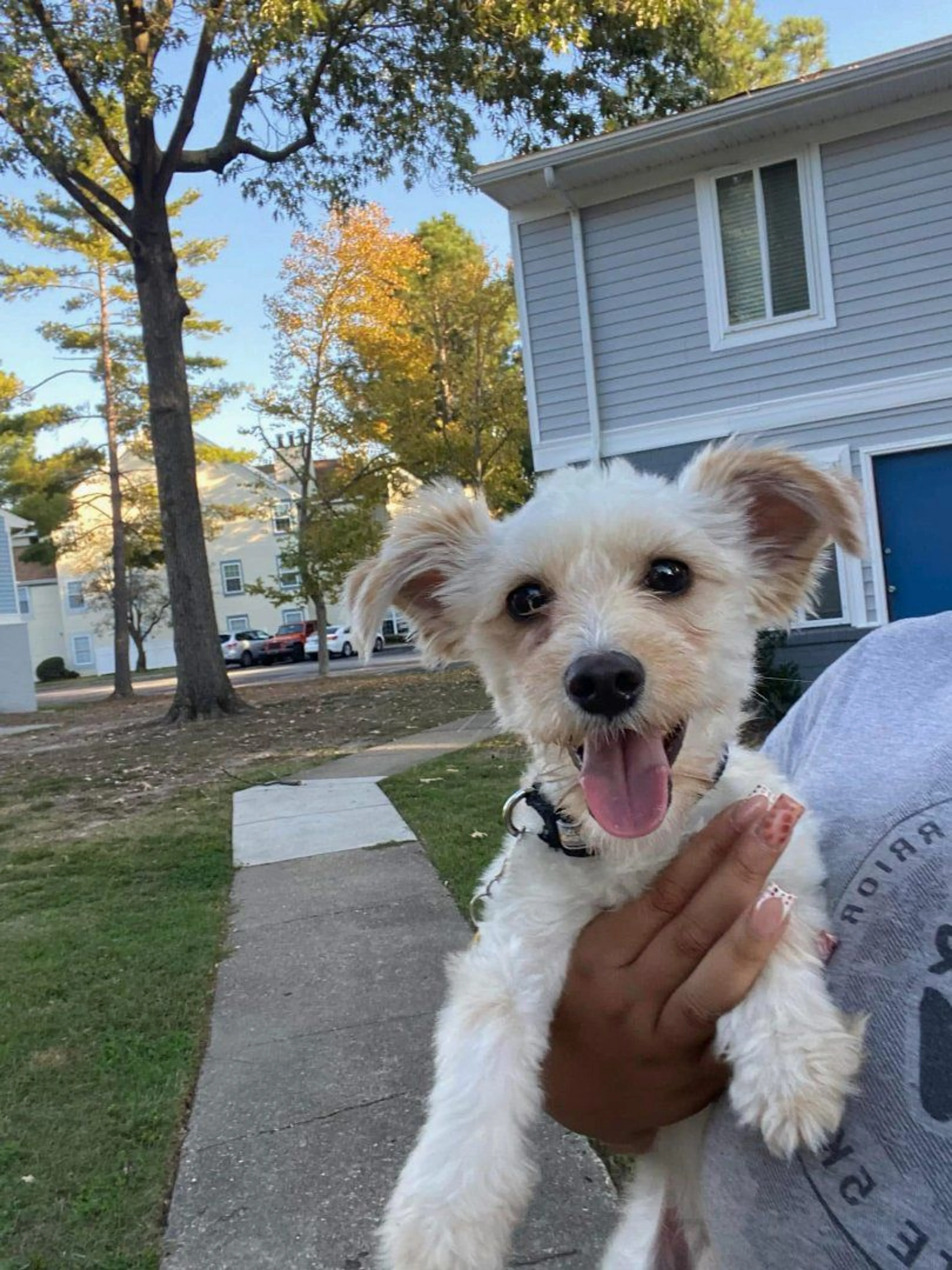 Lost pet
