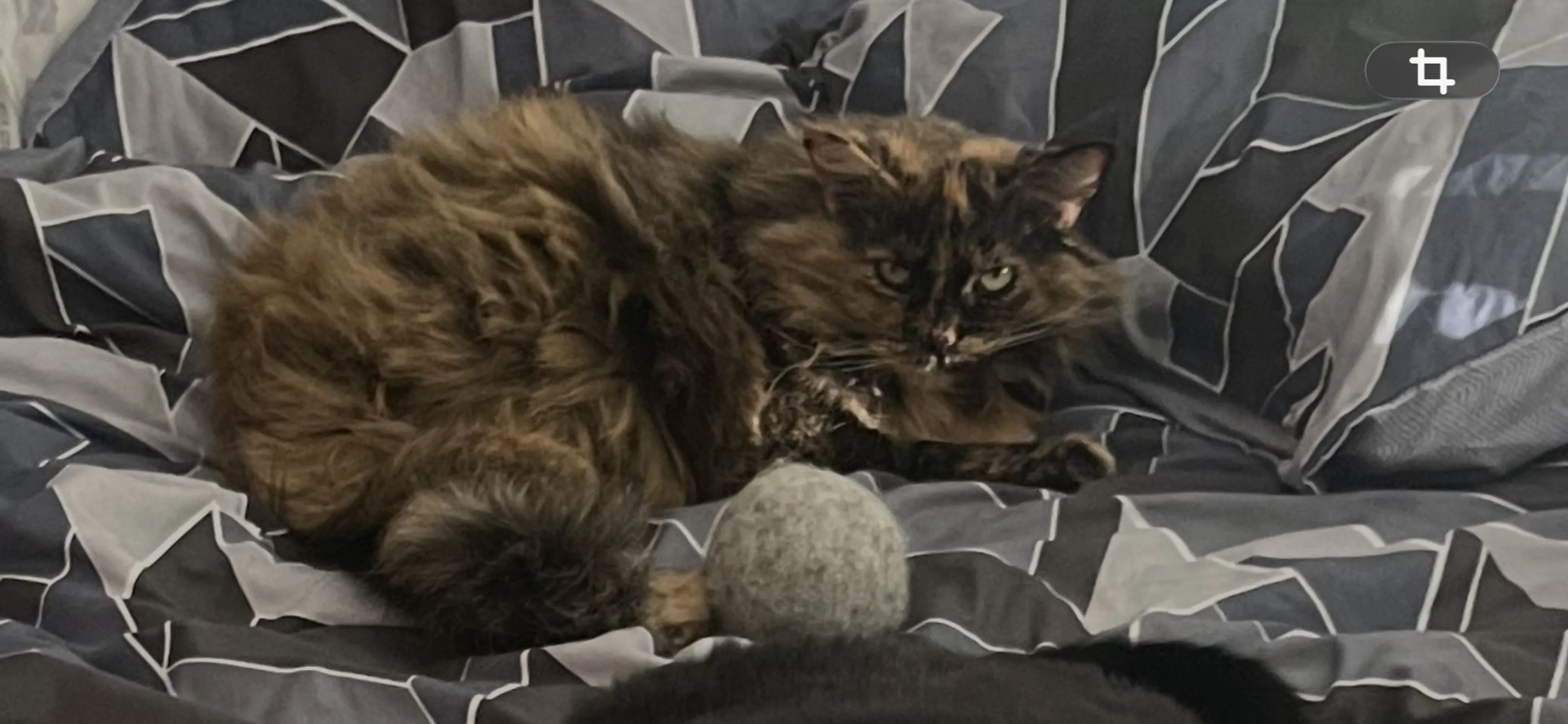 Lost pet