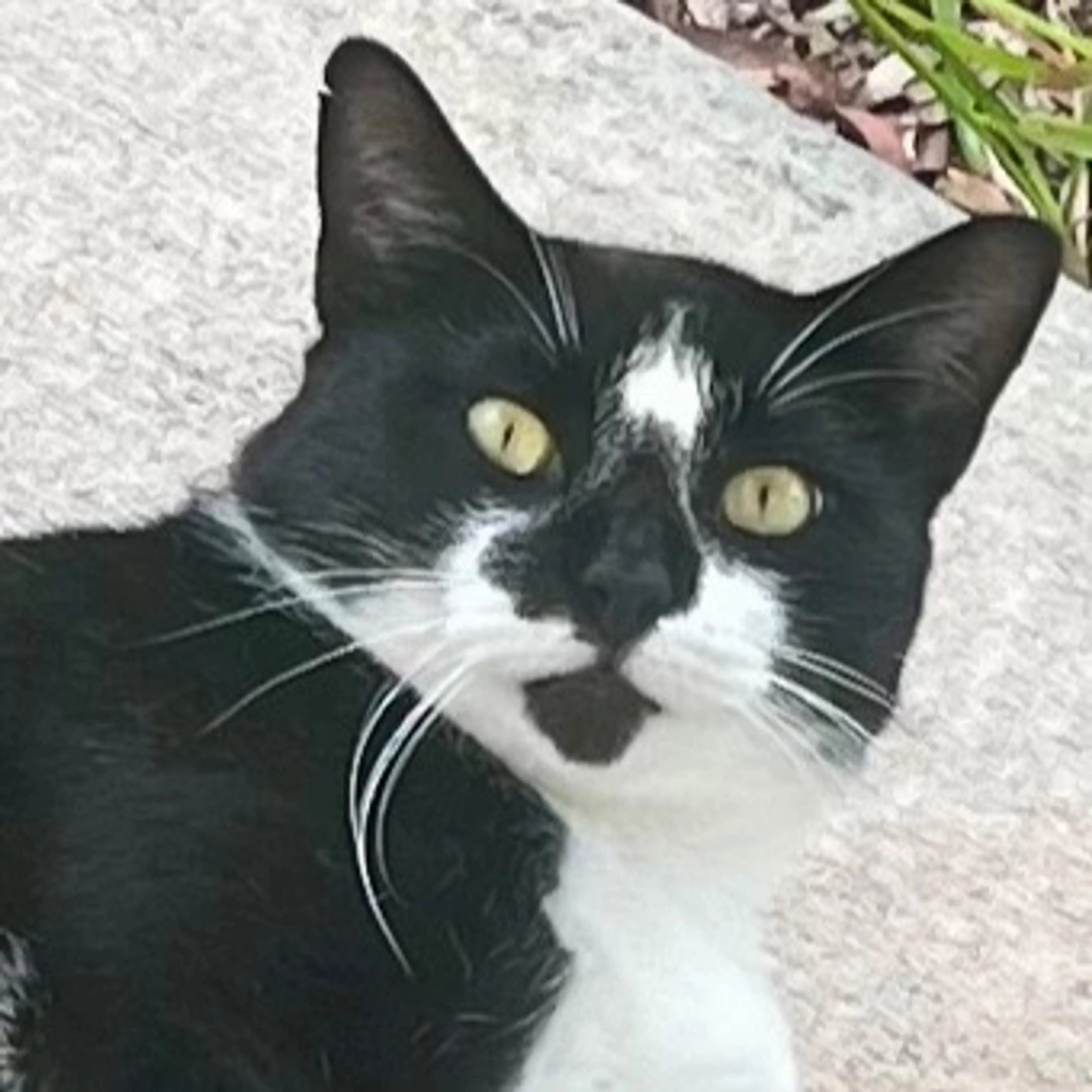 Lost pet-0