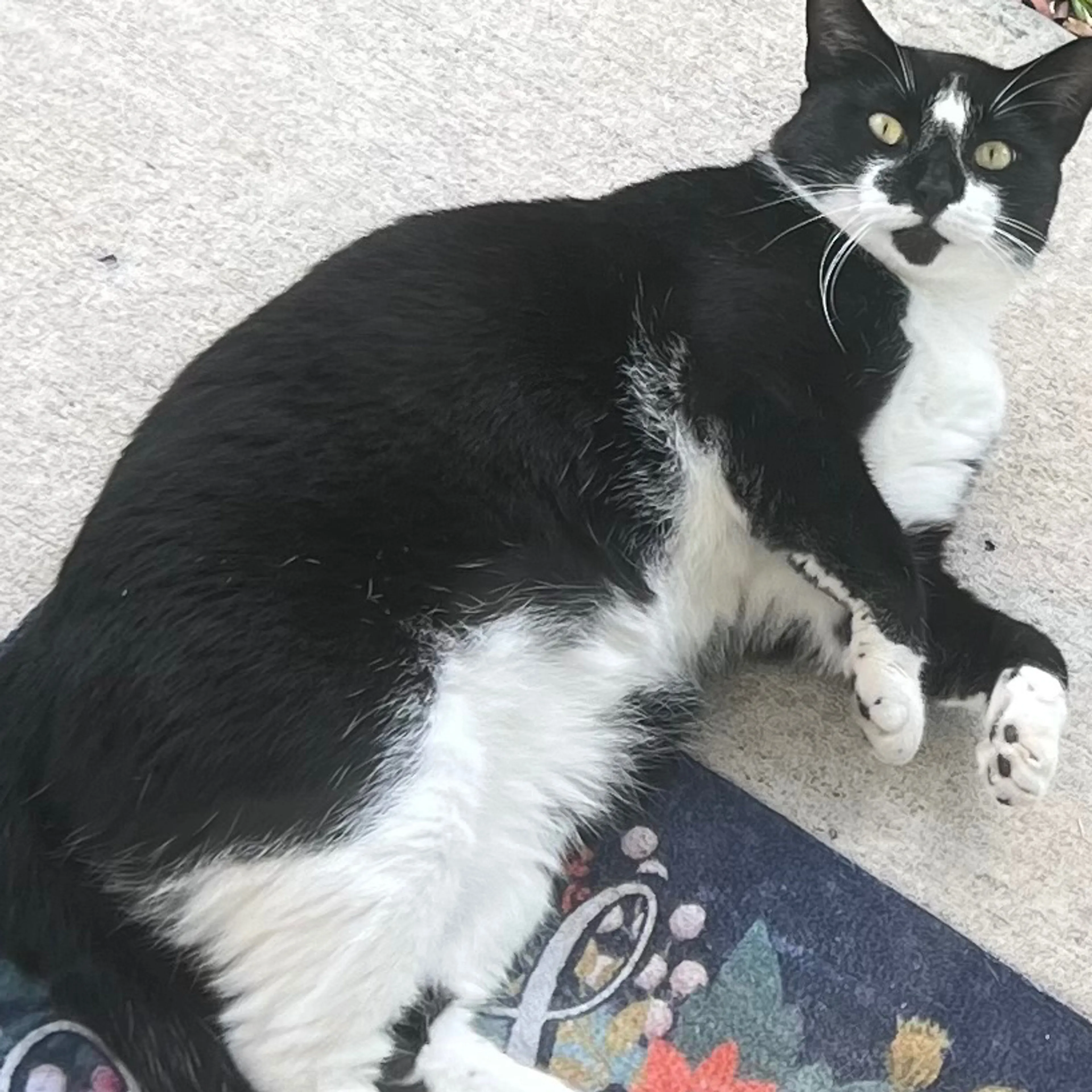 Lost pet-1