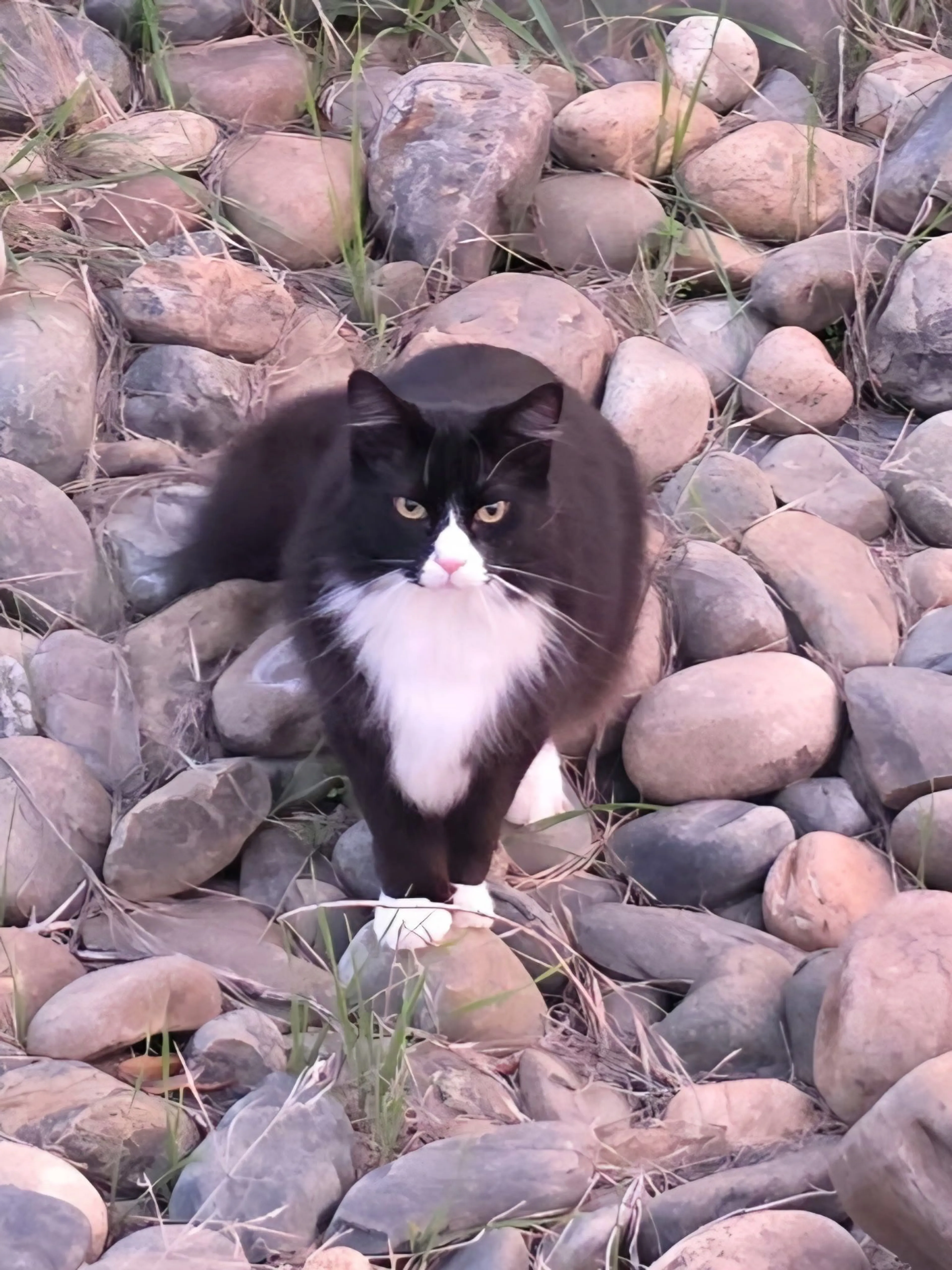 Lost pet-0