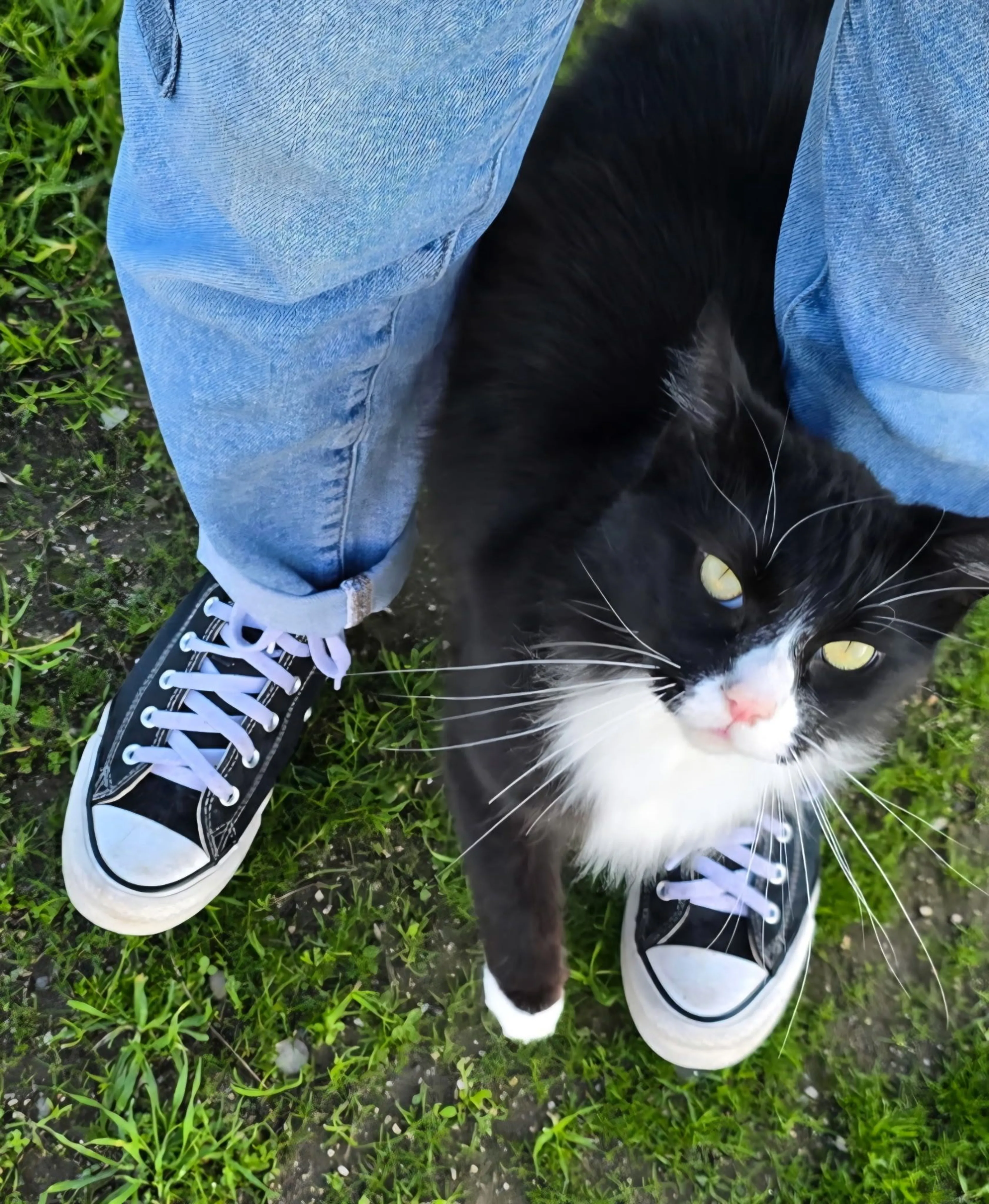 Lost pet-1