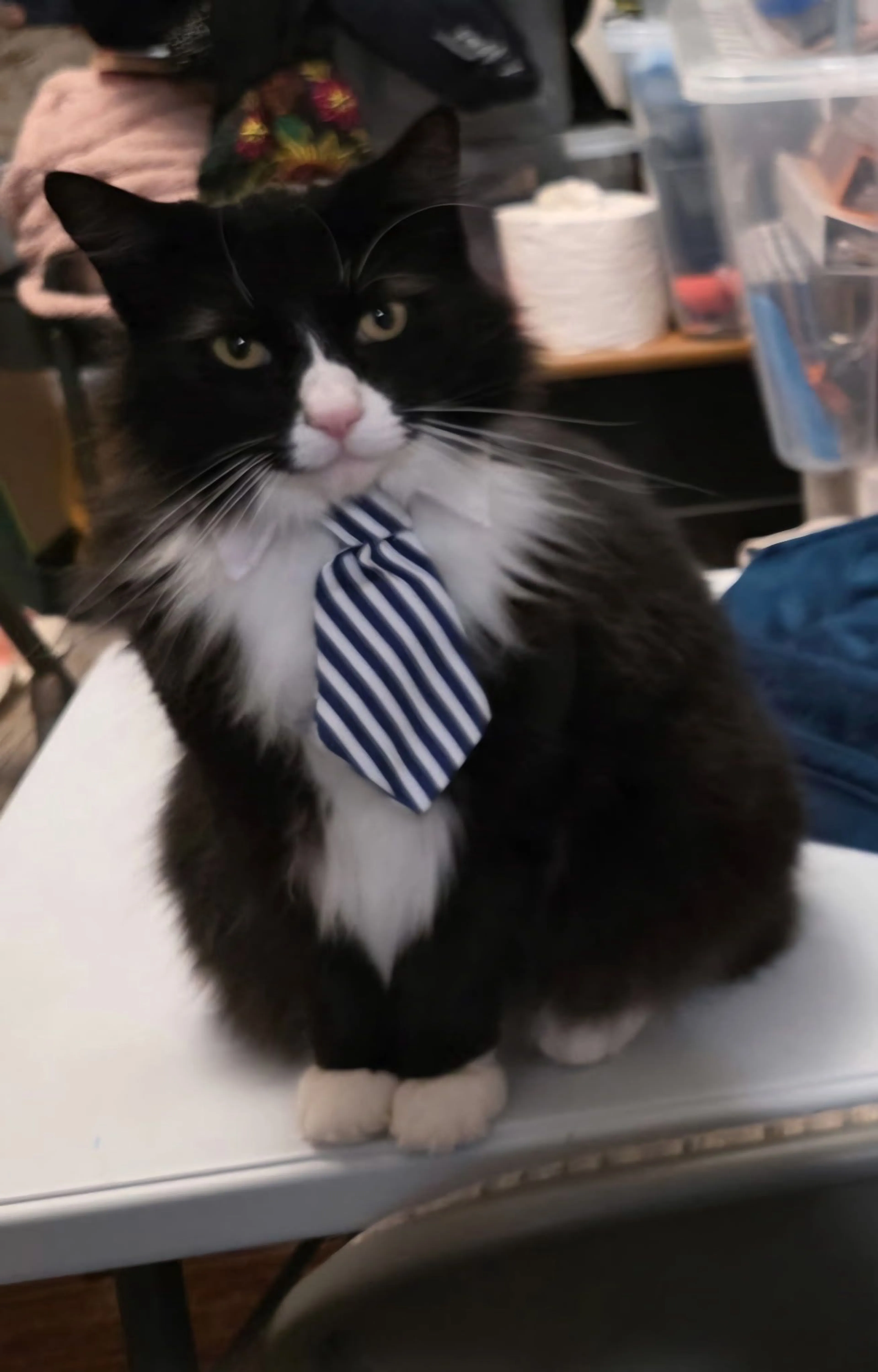 Lost pet-2