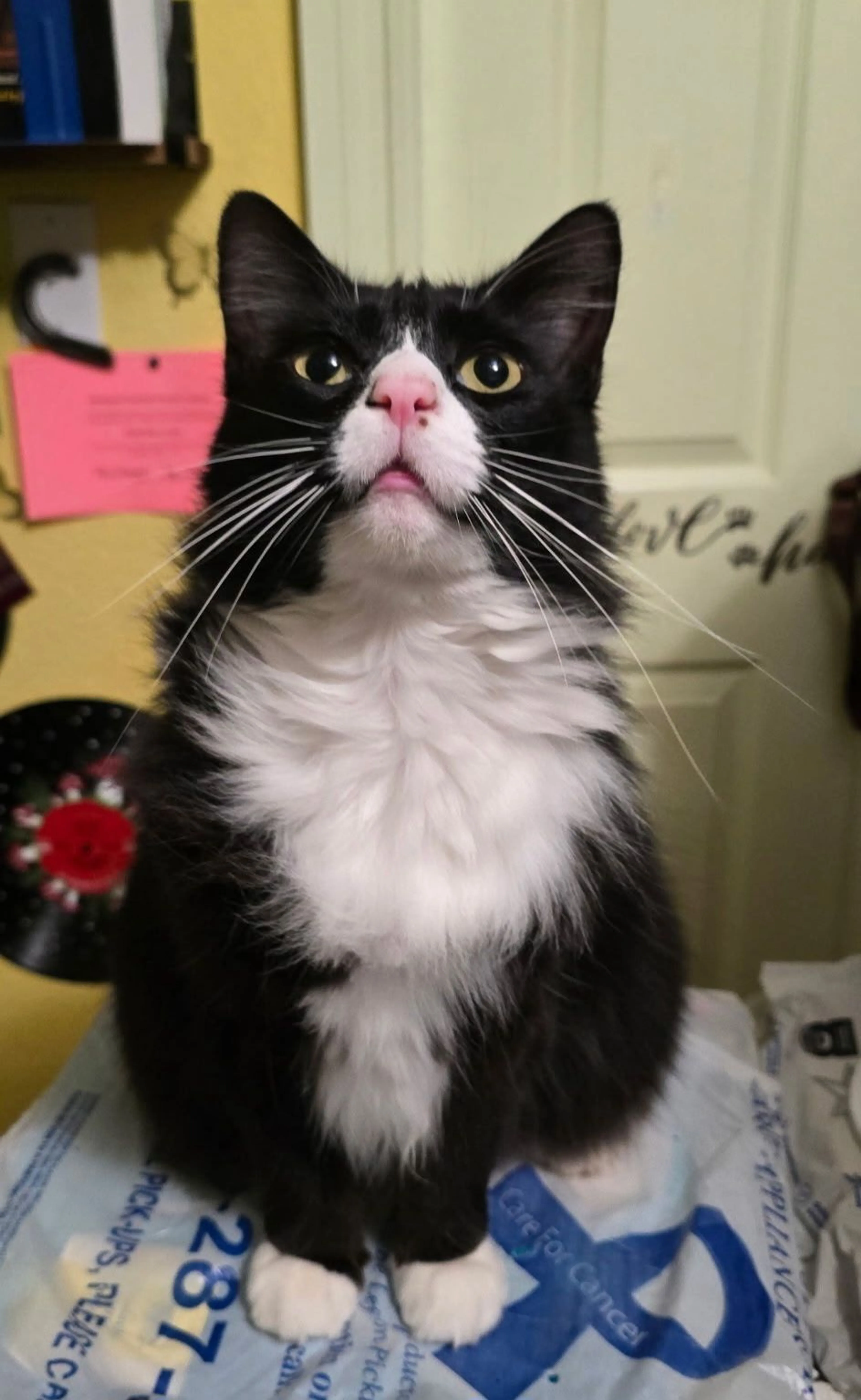 Lost pet-3