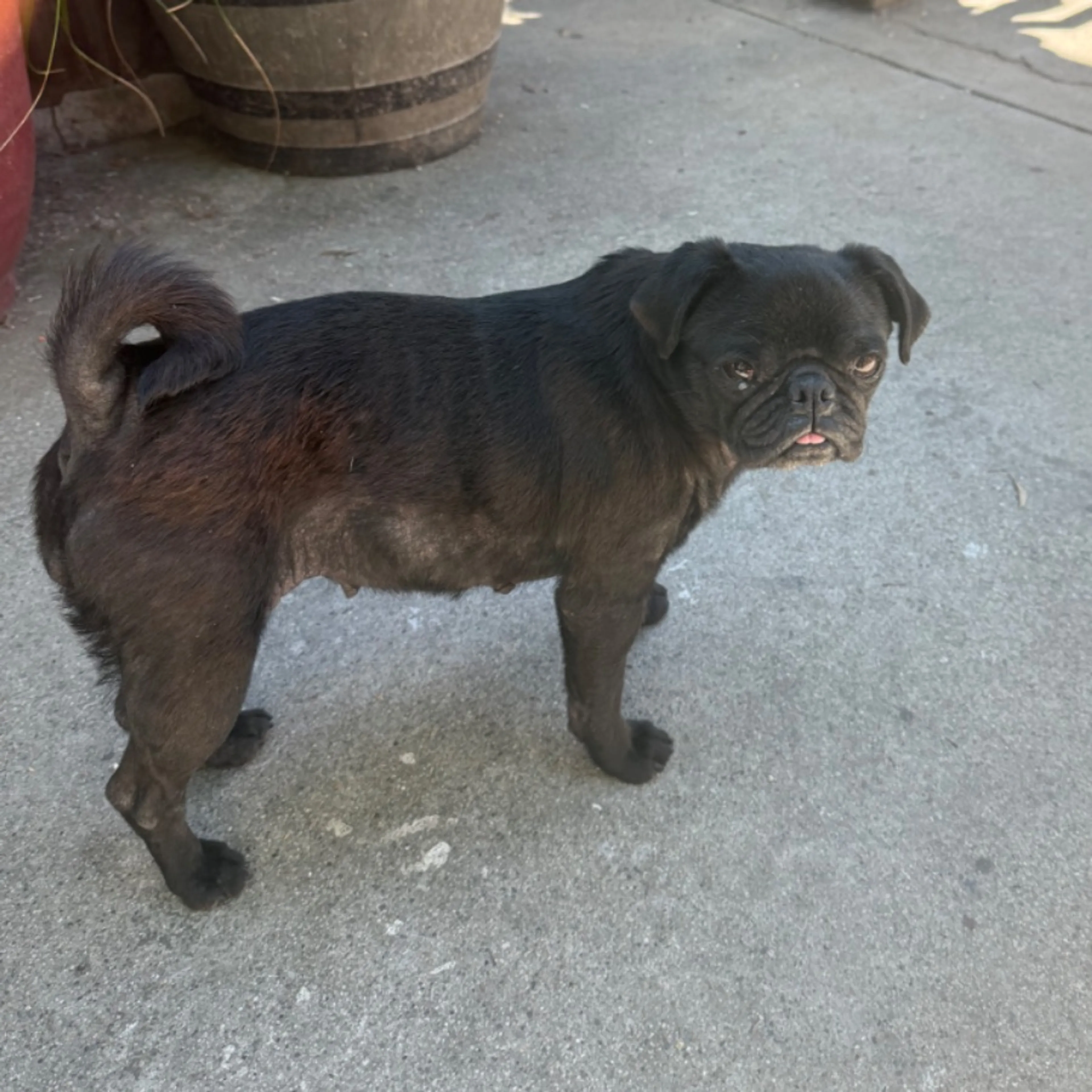 Lost pet