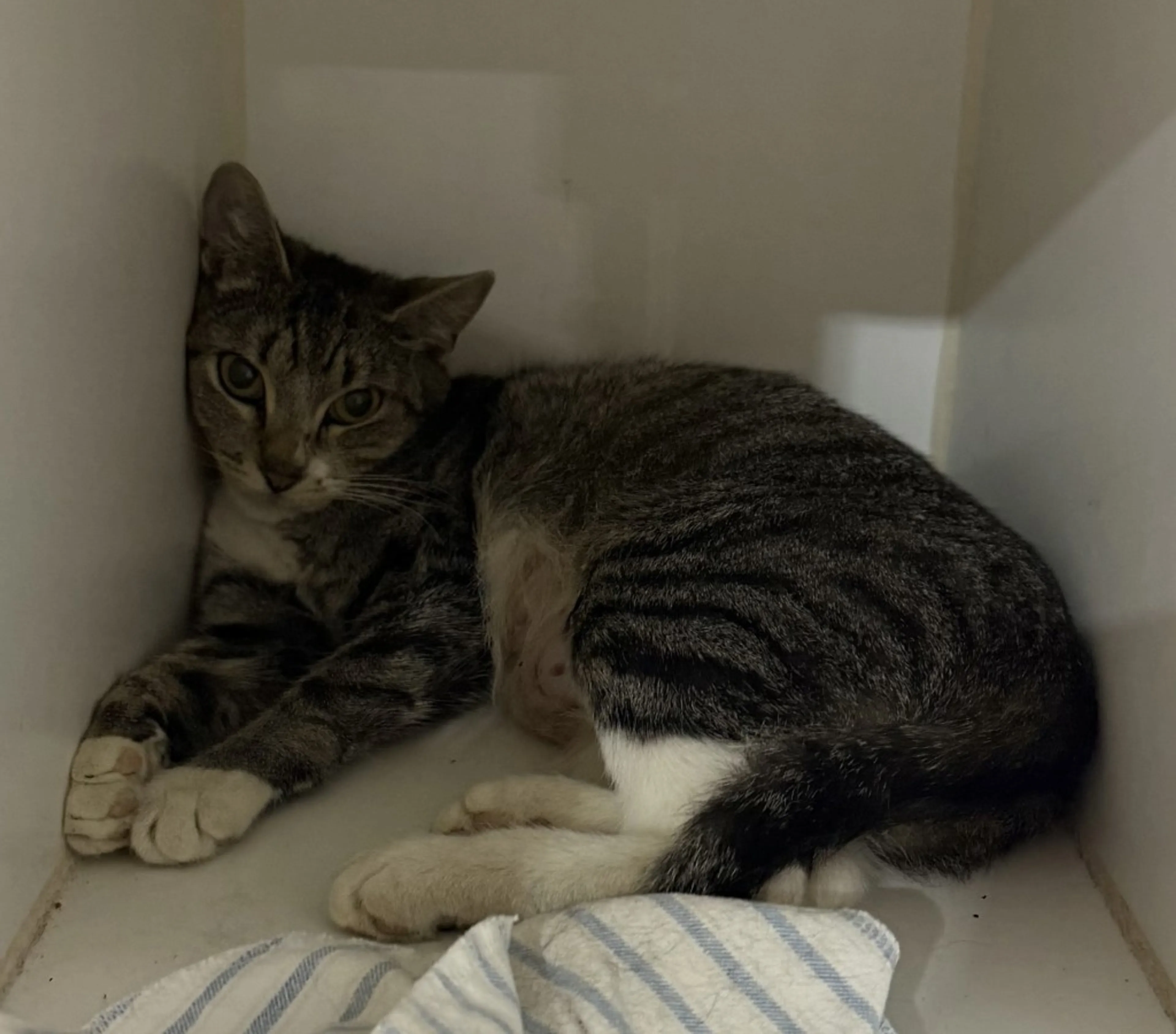 Found pet