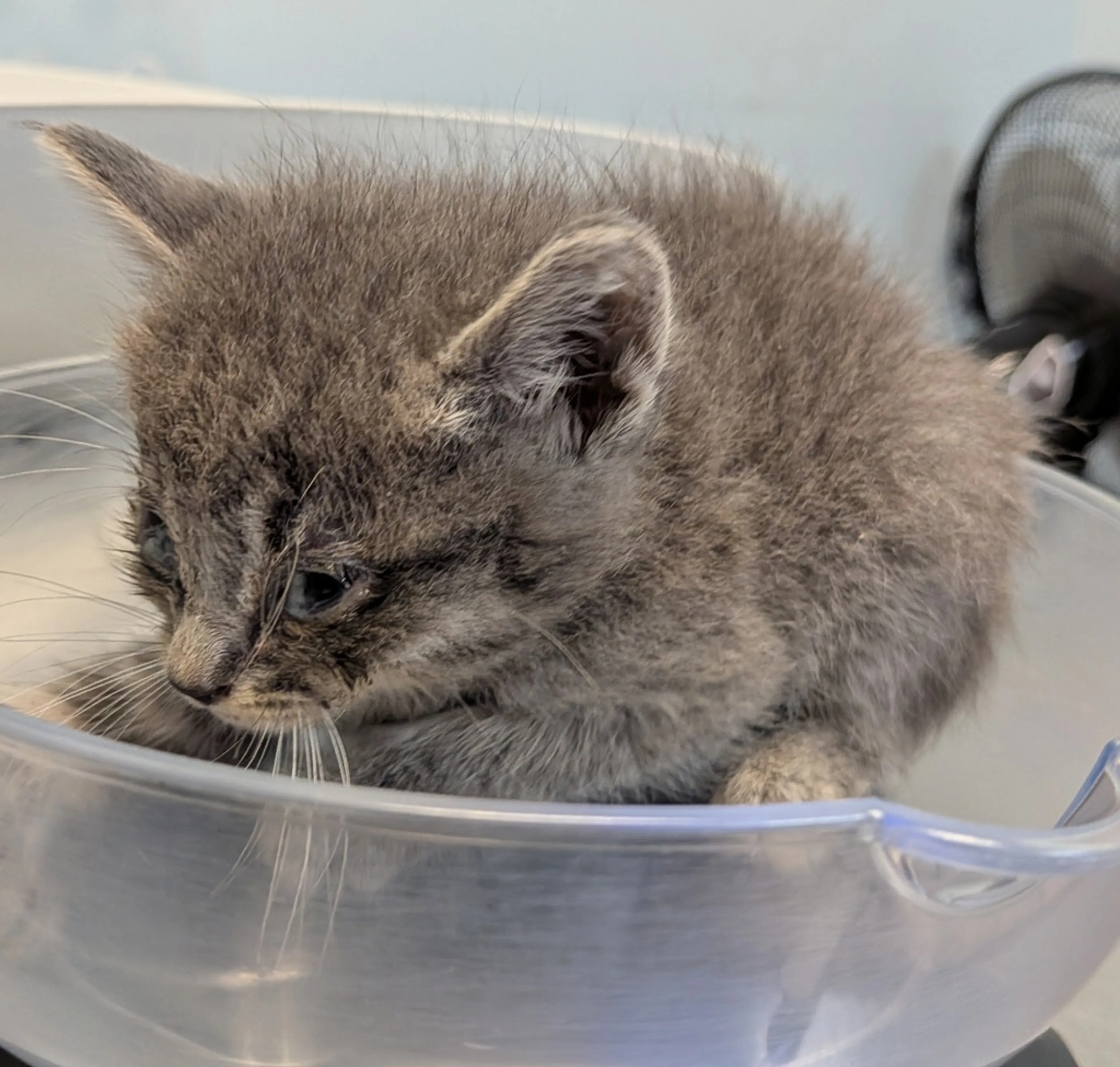 Found pet