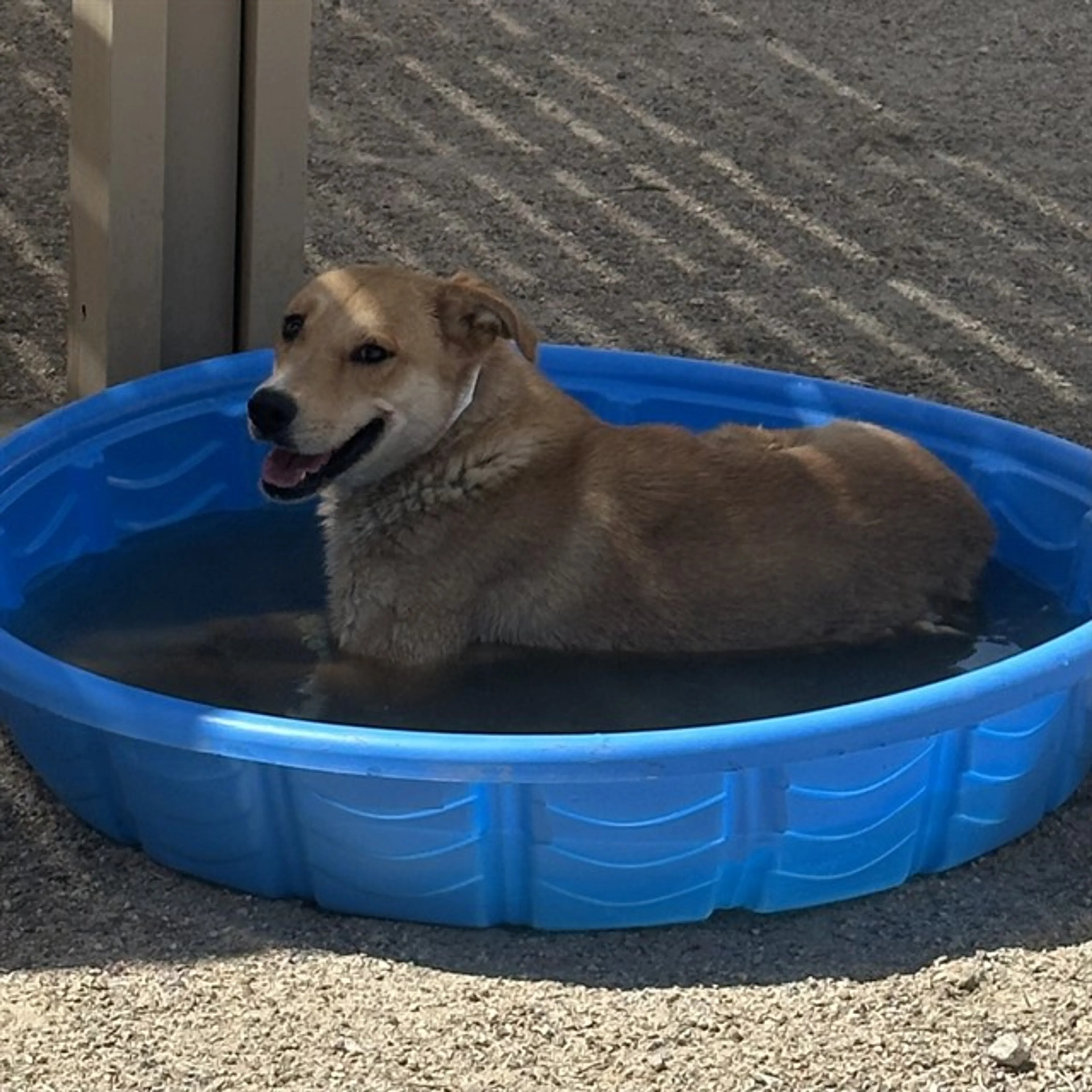 Found pet