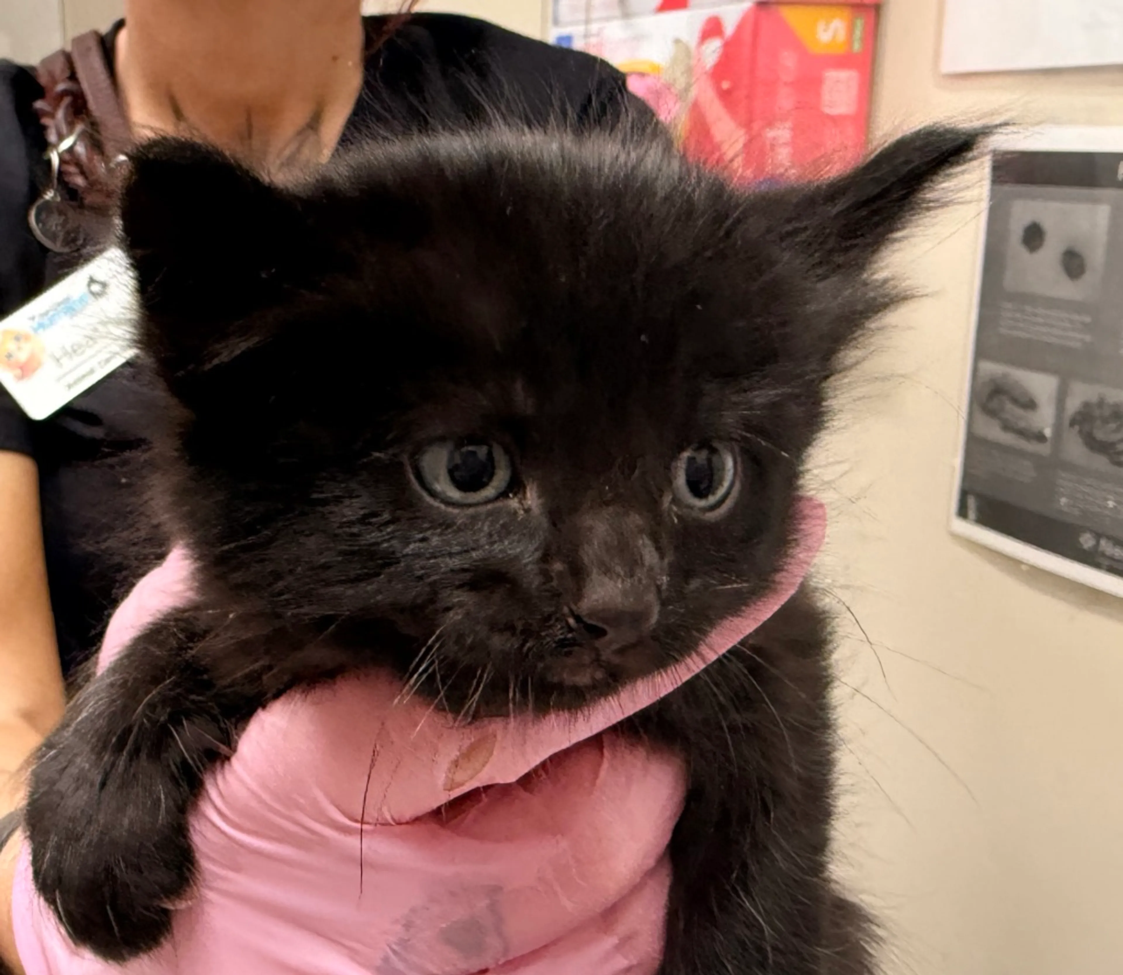 Found pet