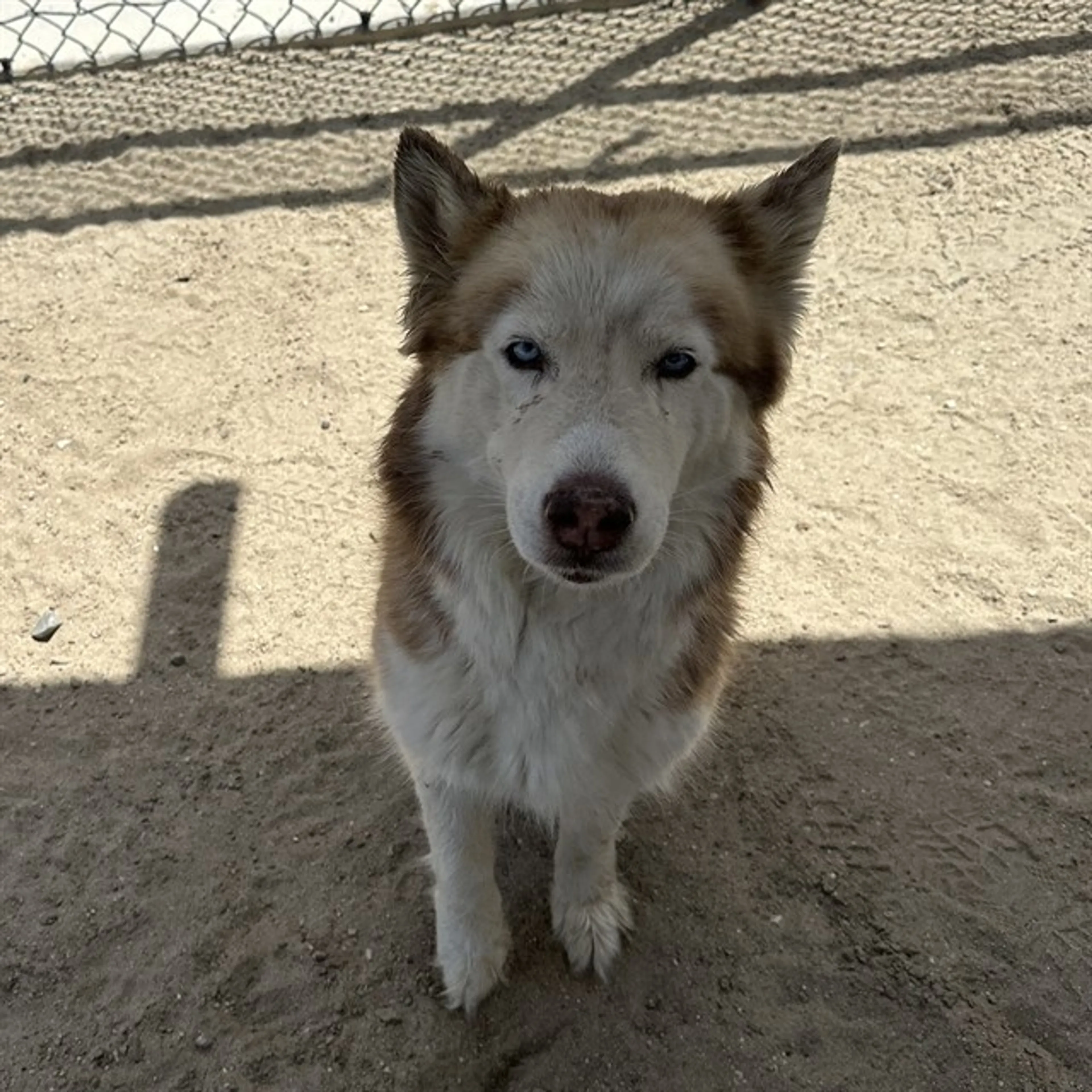 Found pet