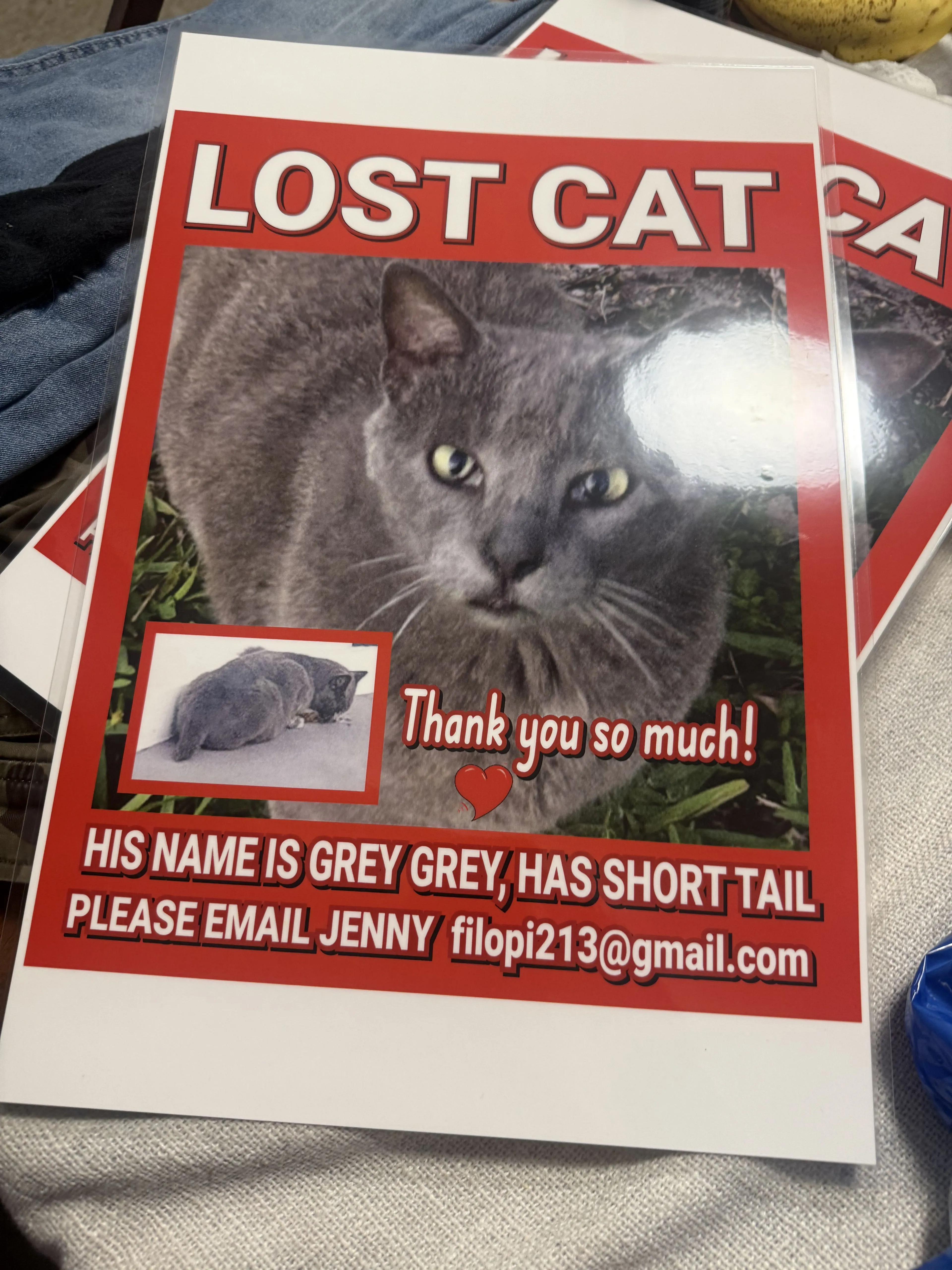 Lost pet