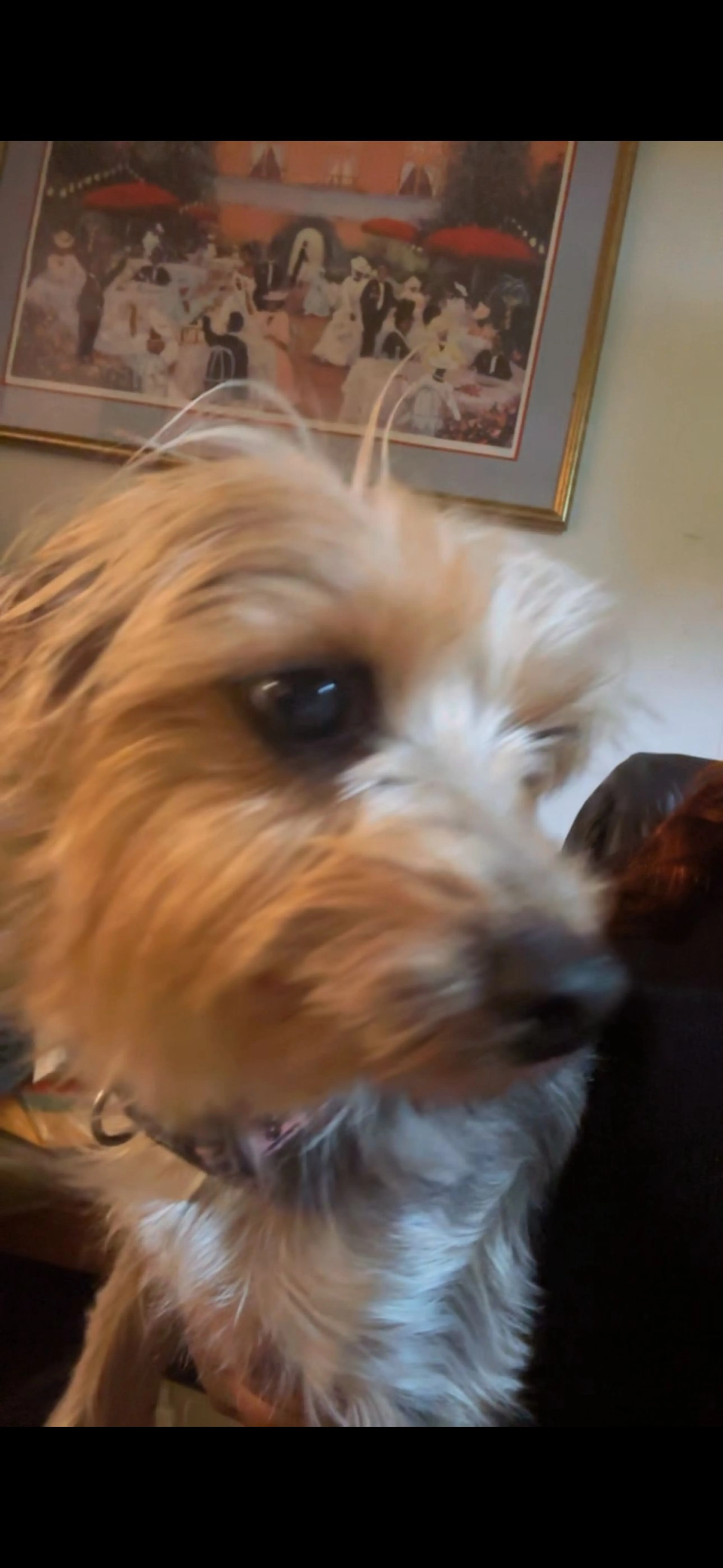 Lost pet-1