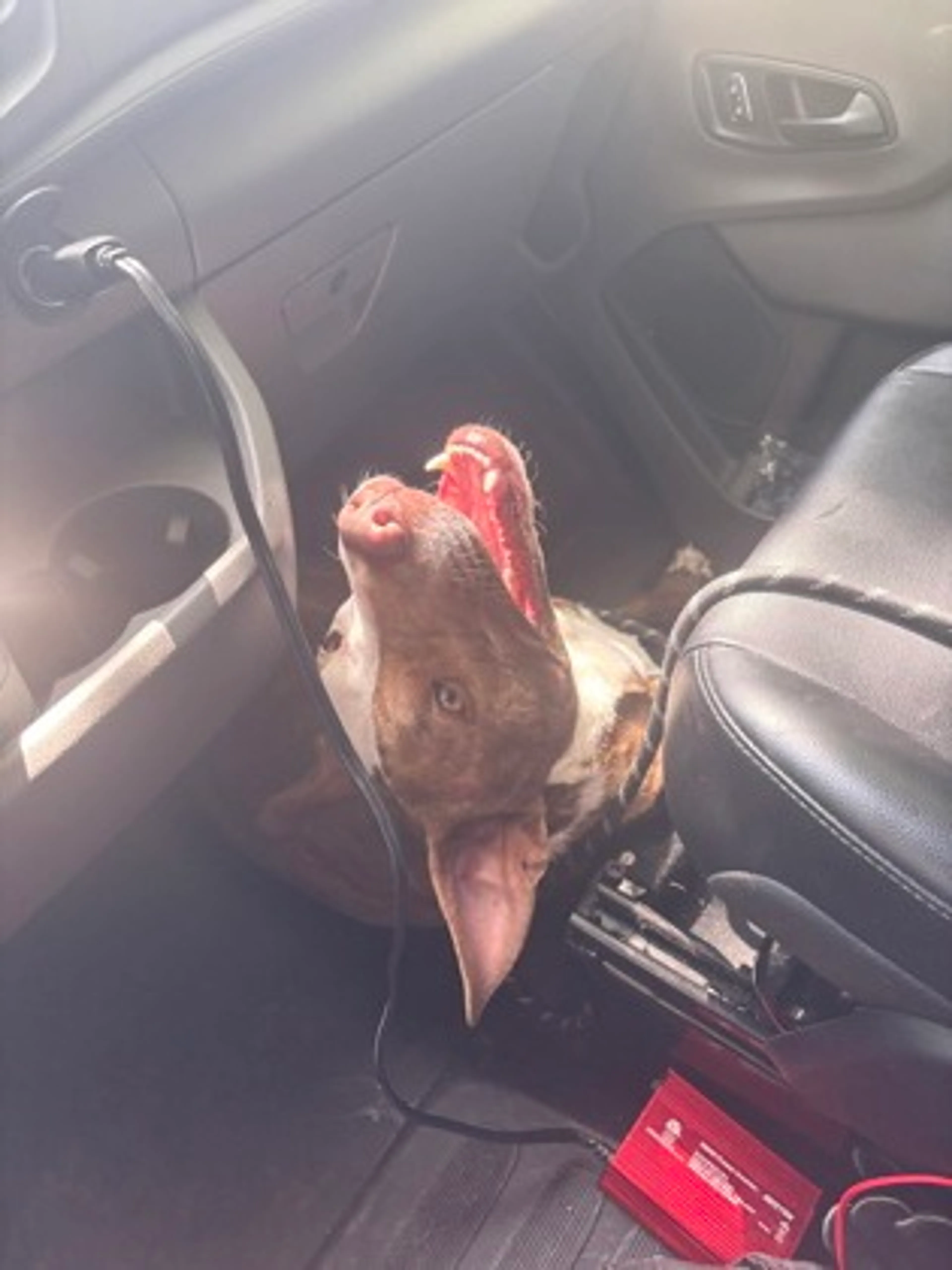 Found pet