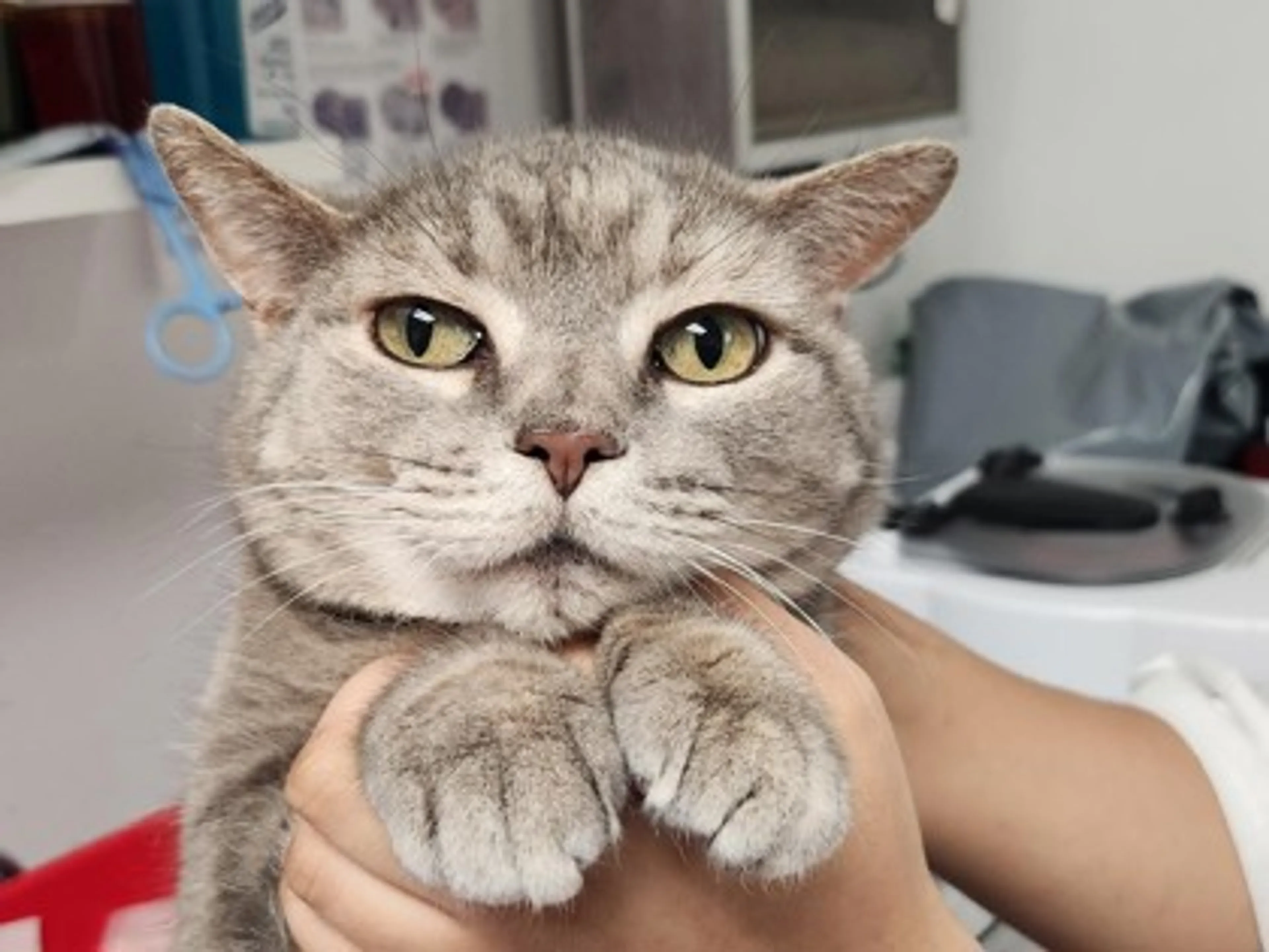 Found pet