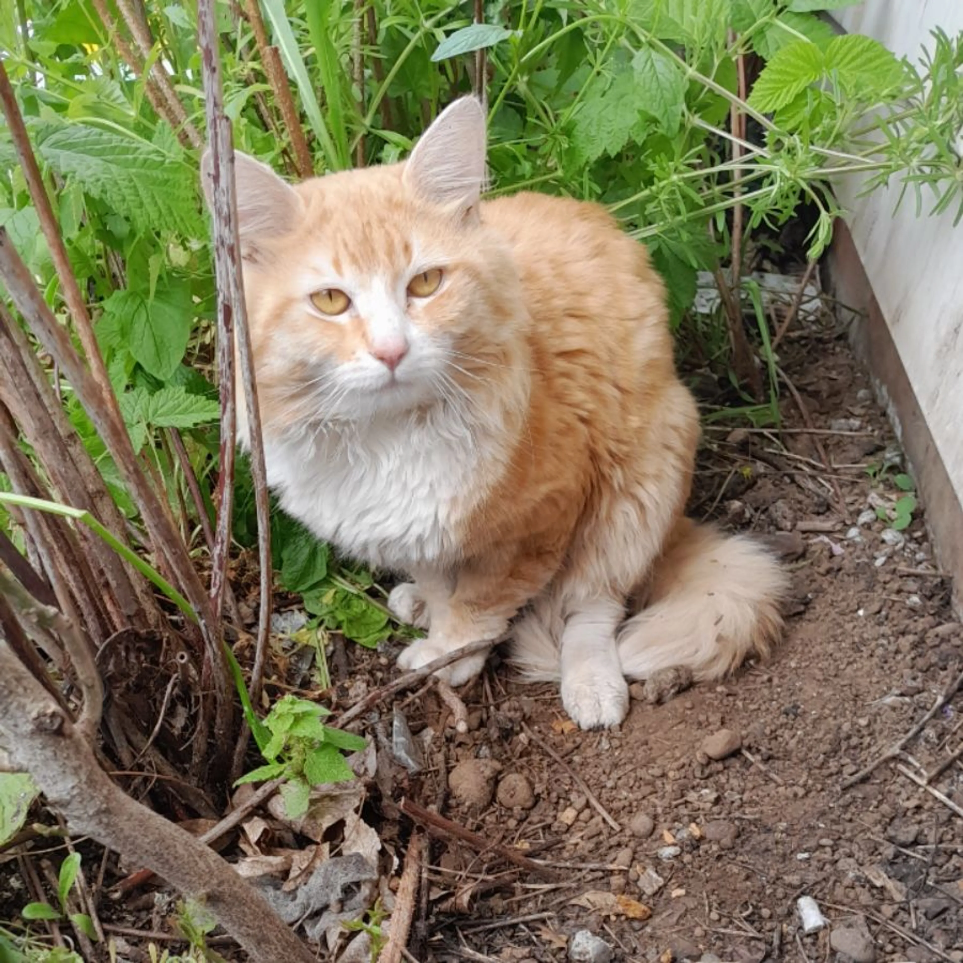 Found pet