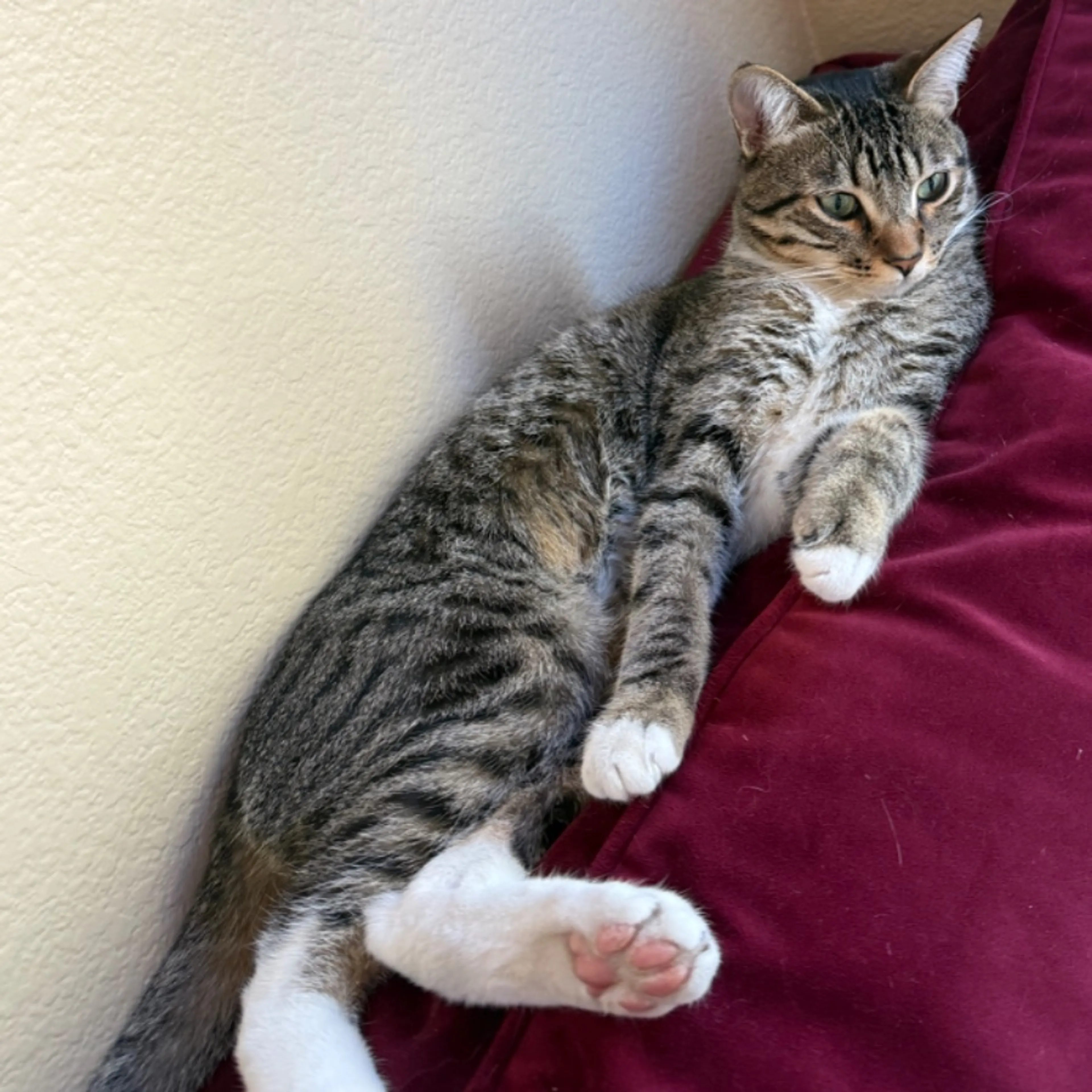 Lost pet