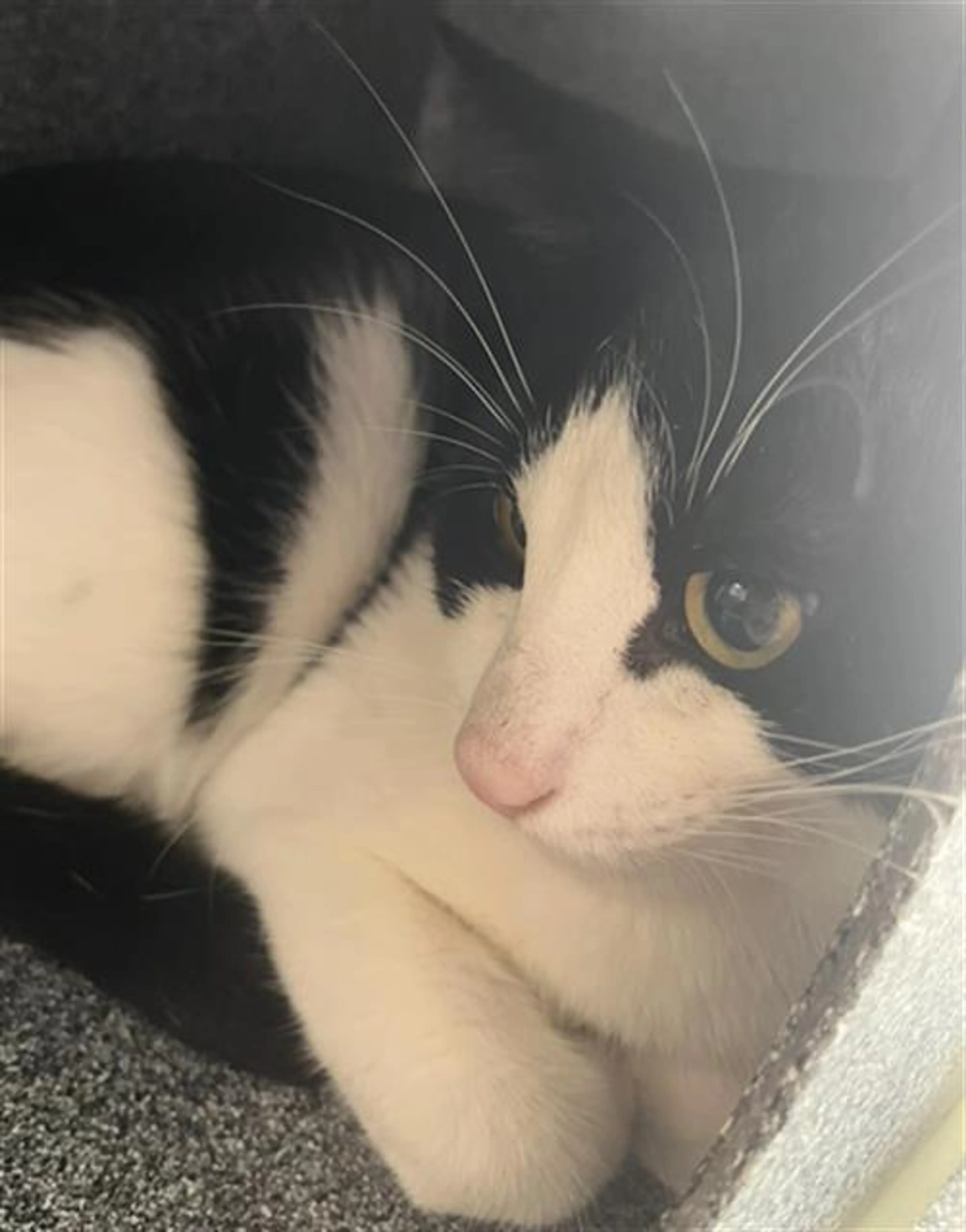 Found pet