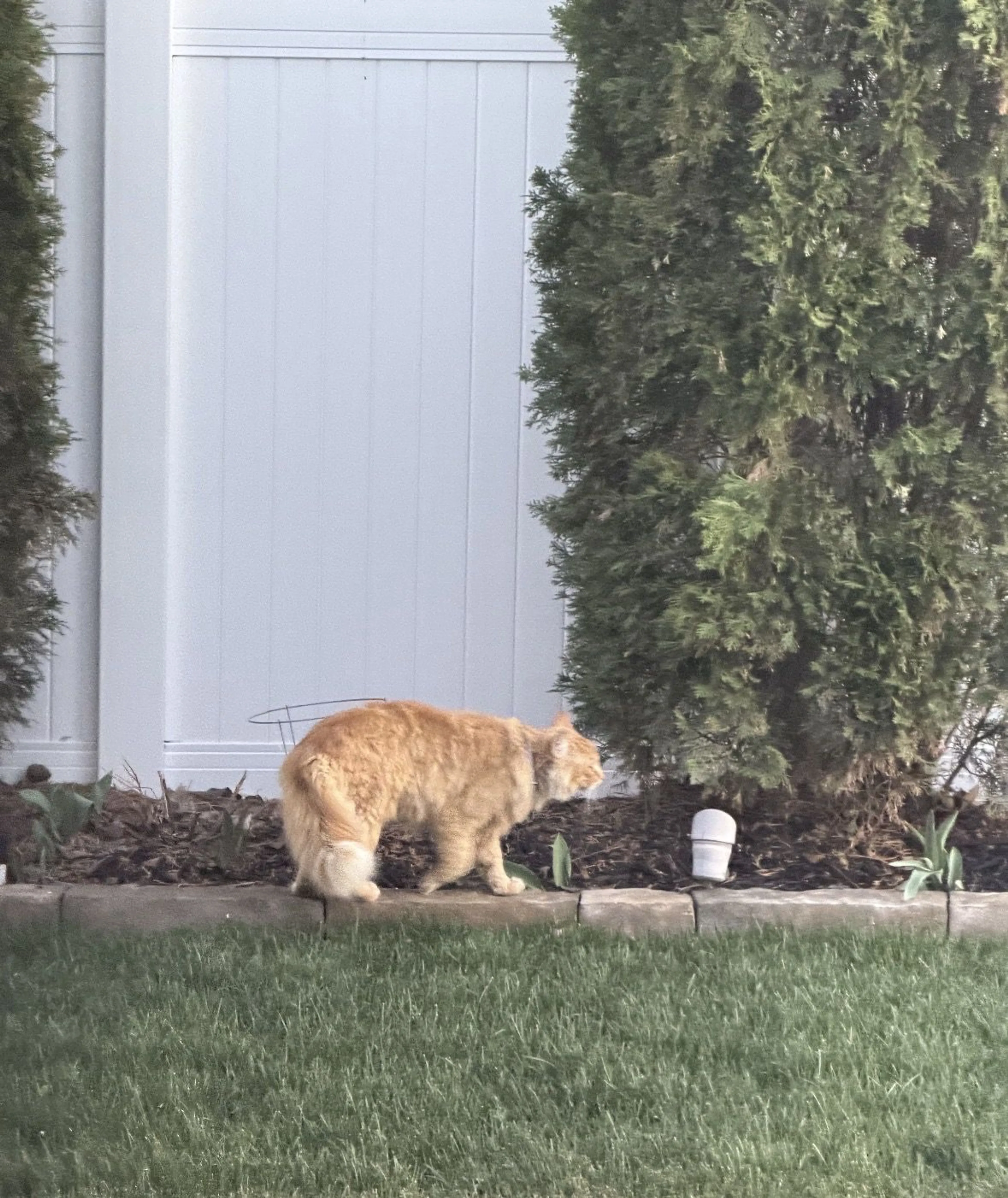 Lost pet-1