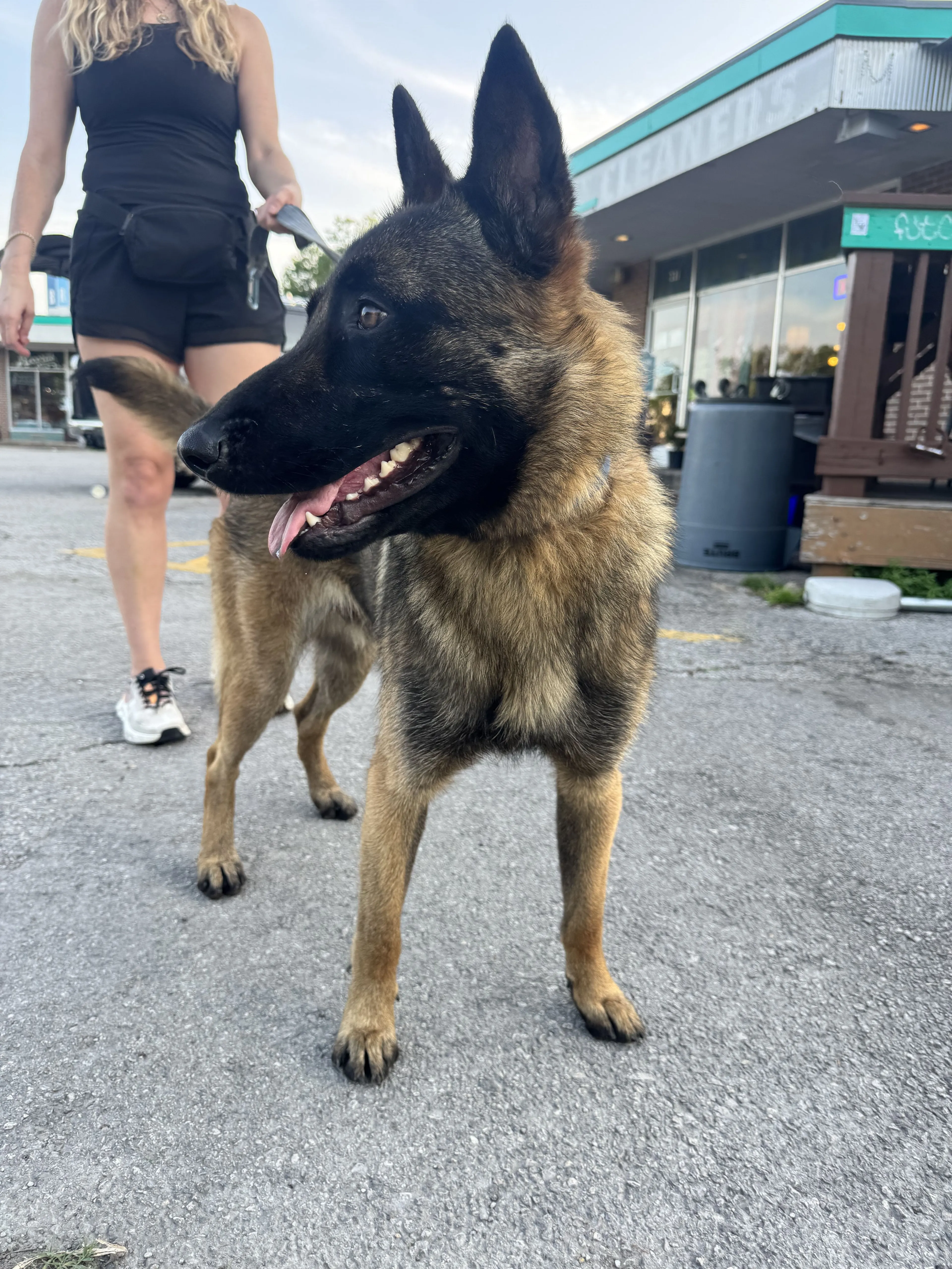 Lost pet-1