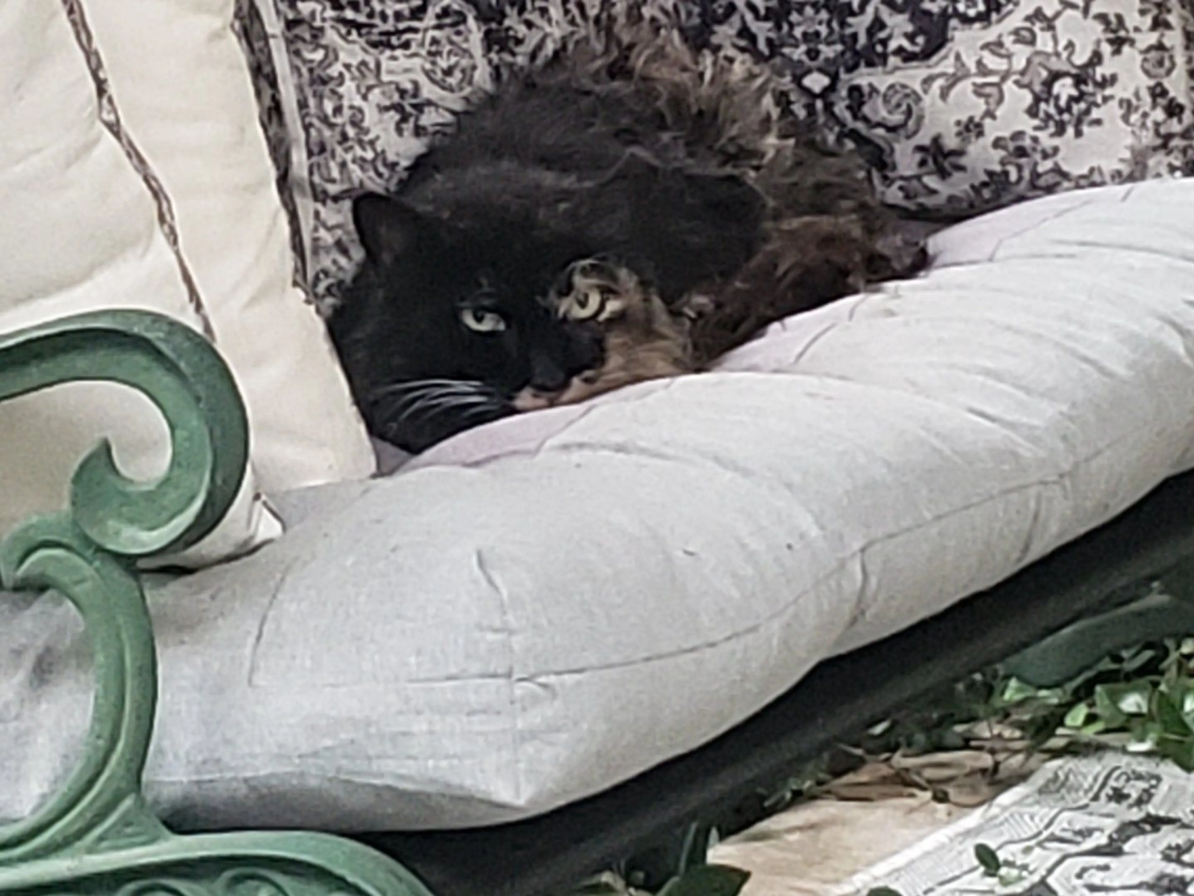 Lost pet-0