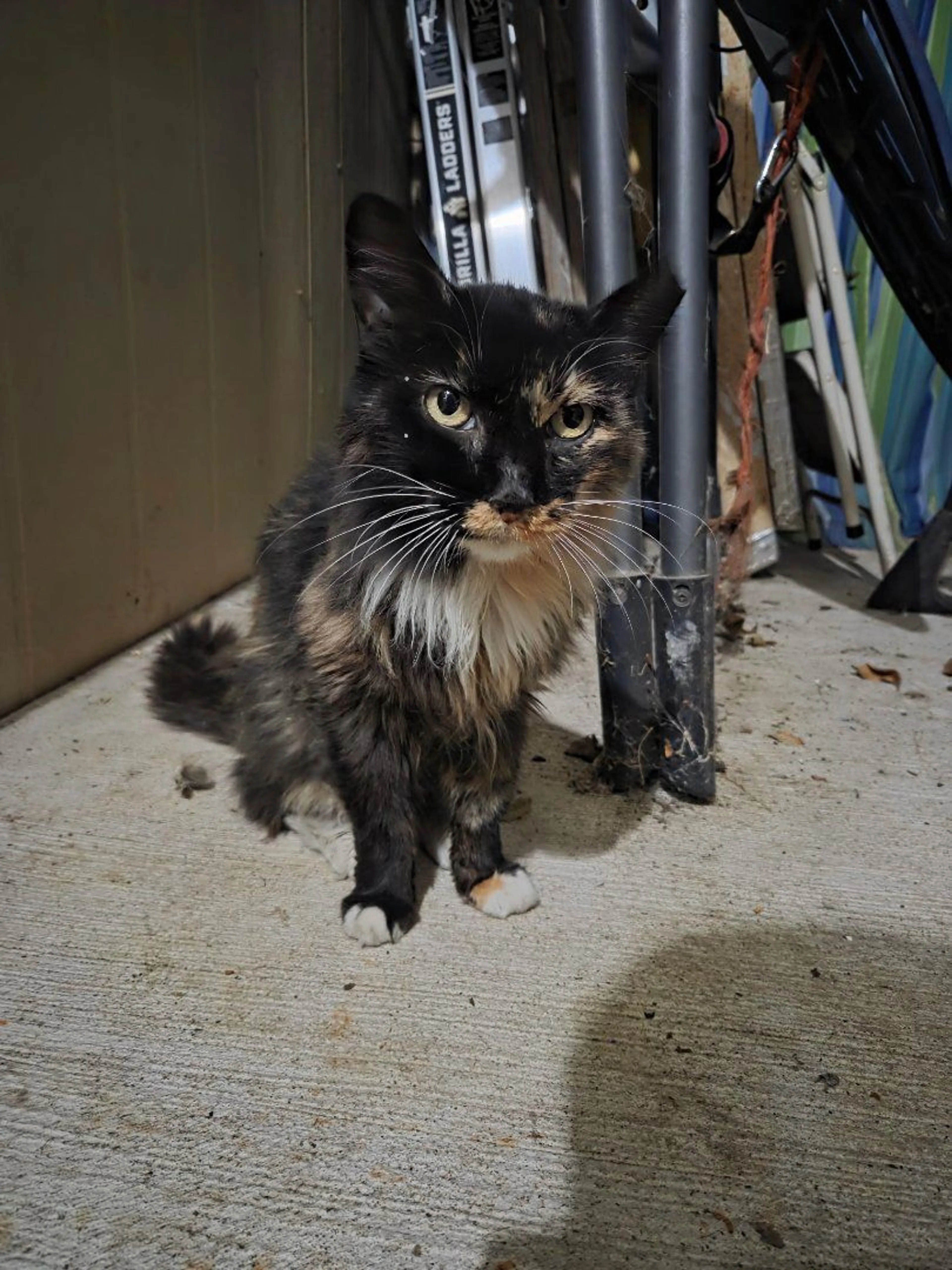 Lost pet-1