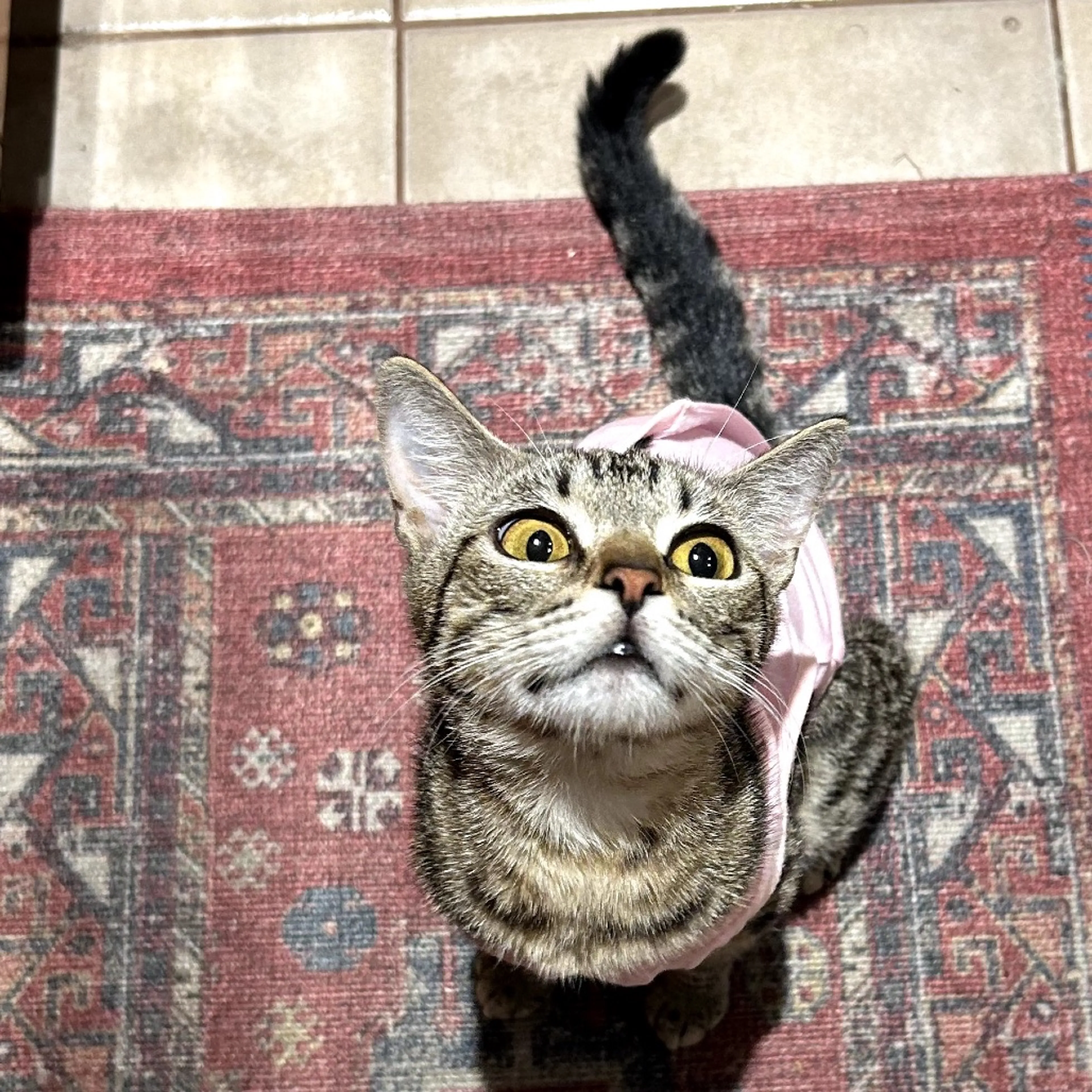Found pet-2