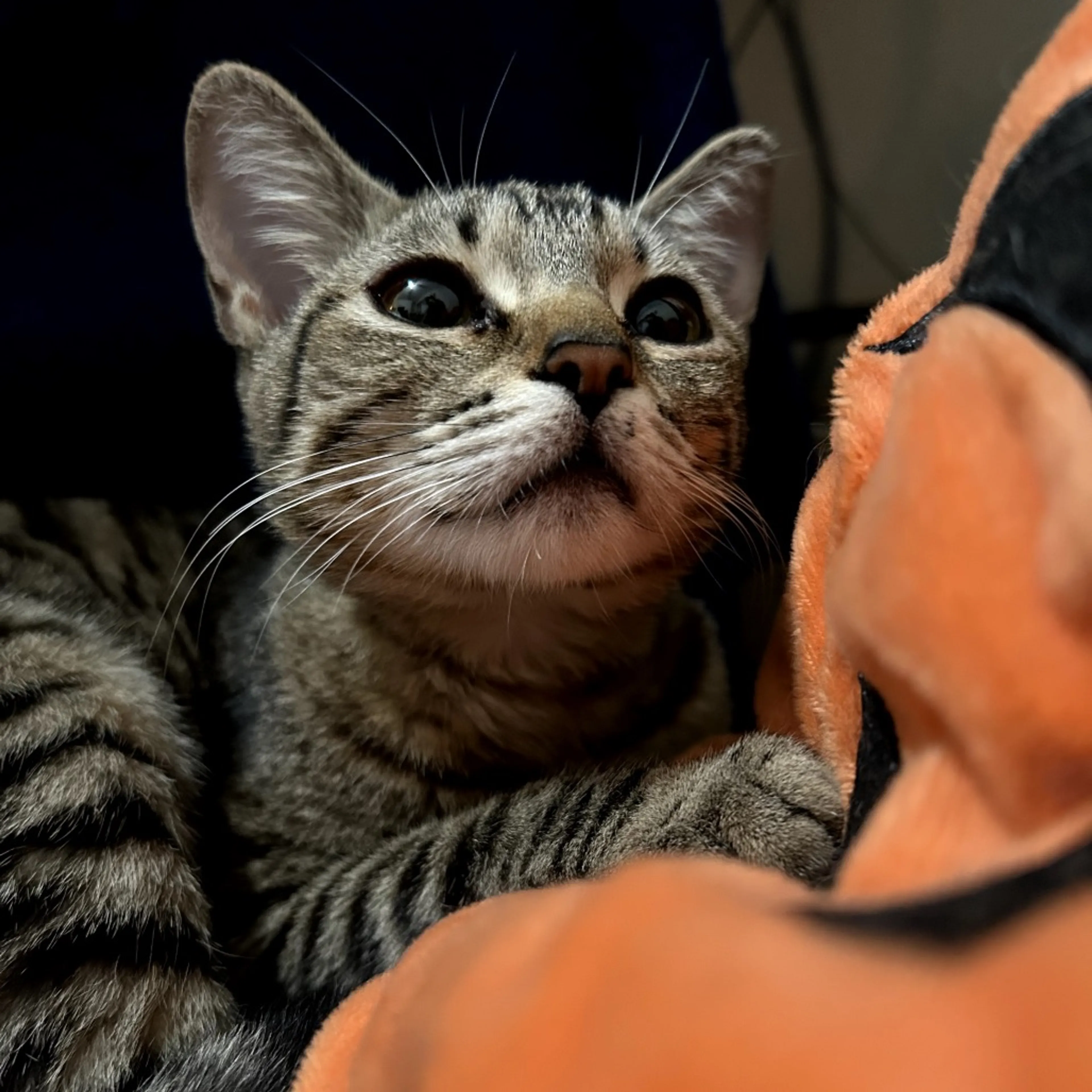 Found pet-1