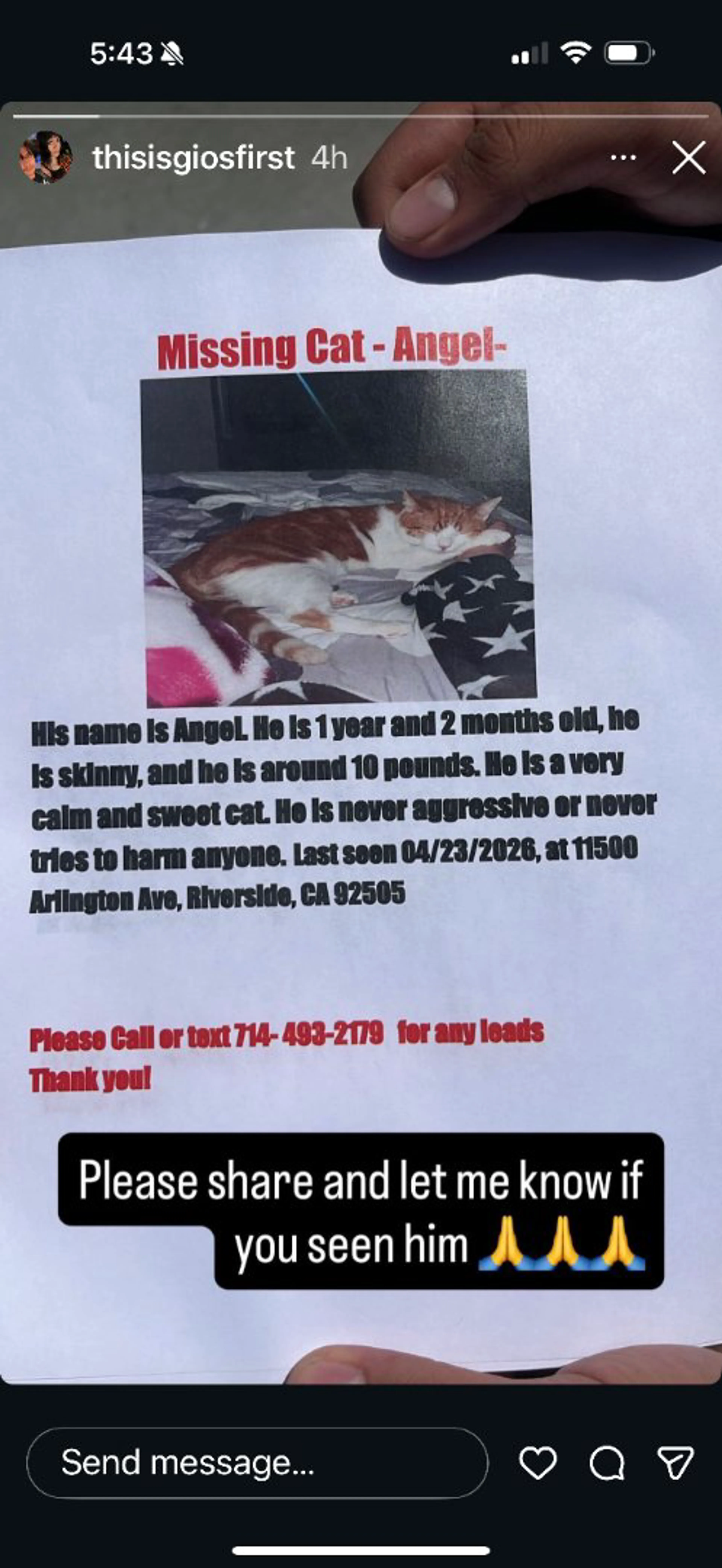Lost pet