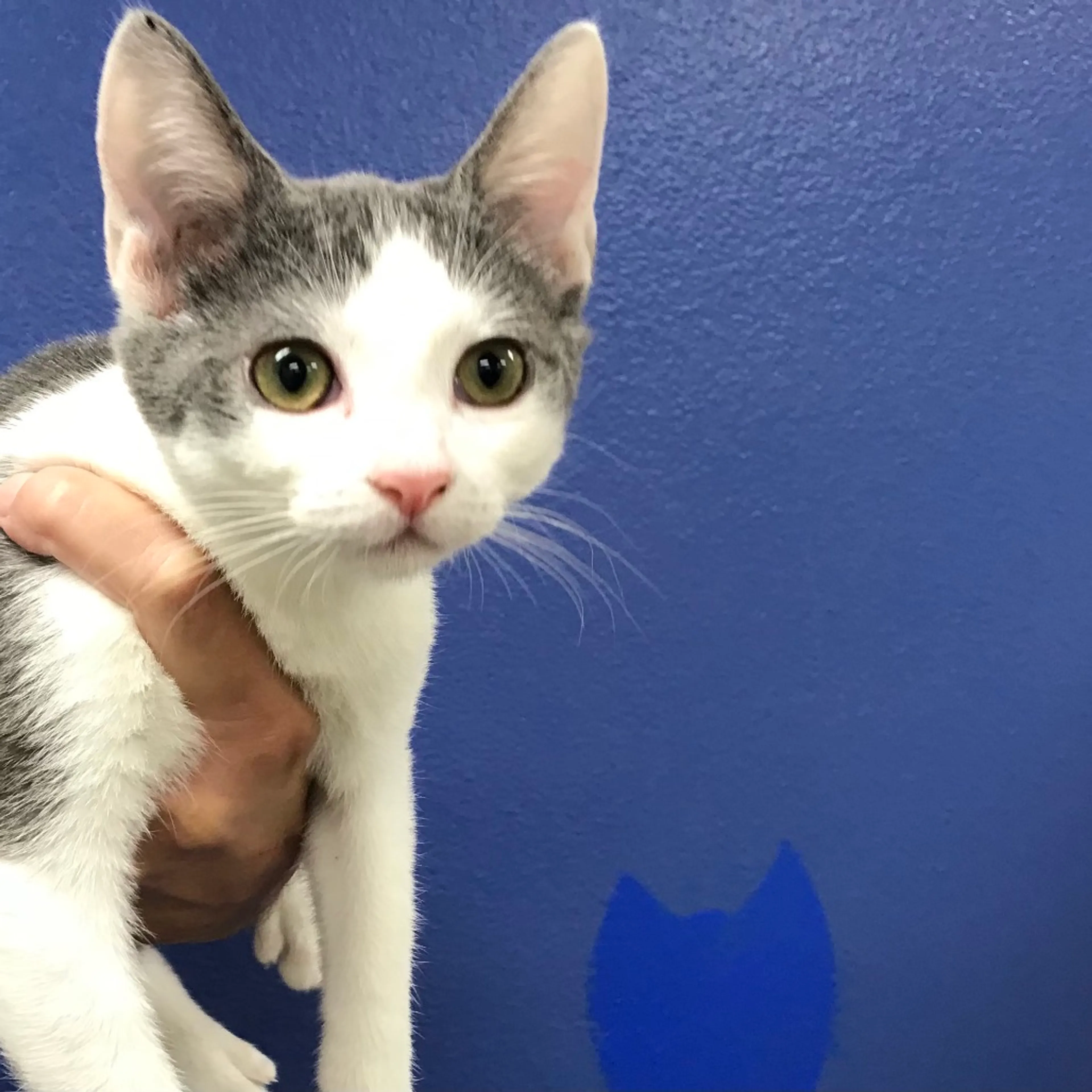 Found pet