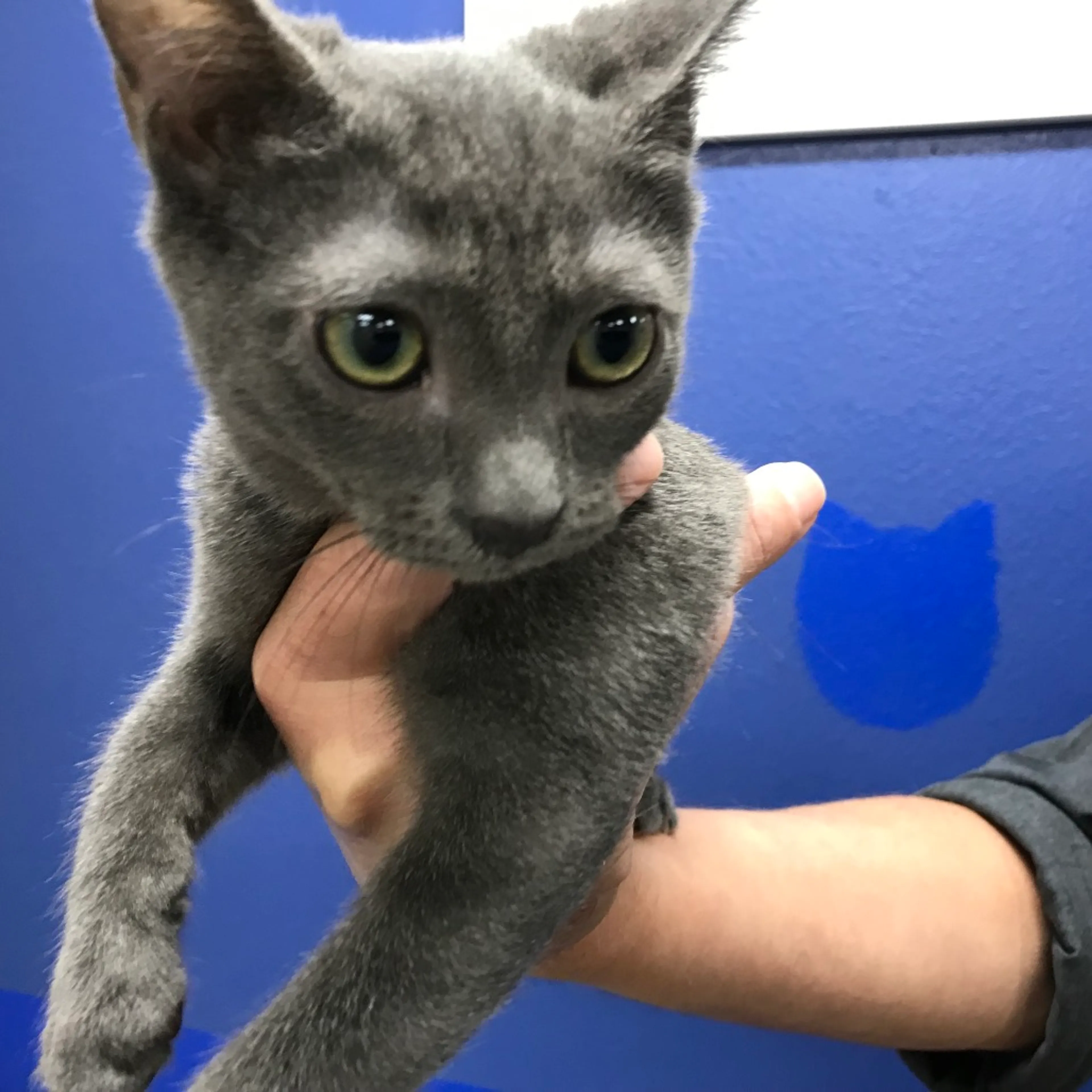 Found pet