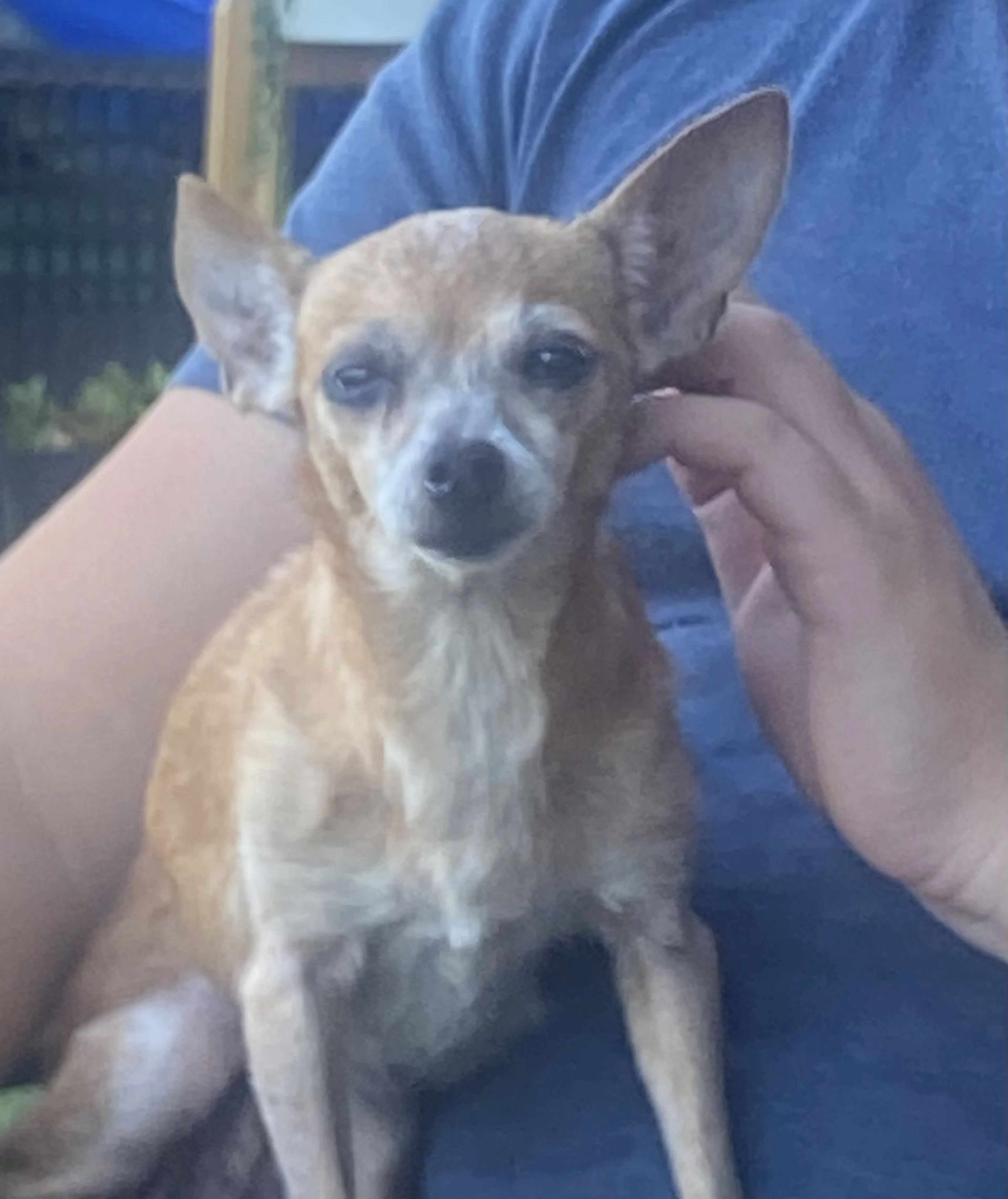 Lost pet-1
