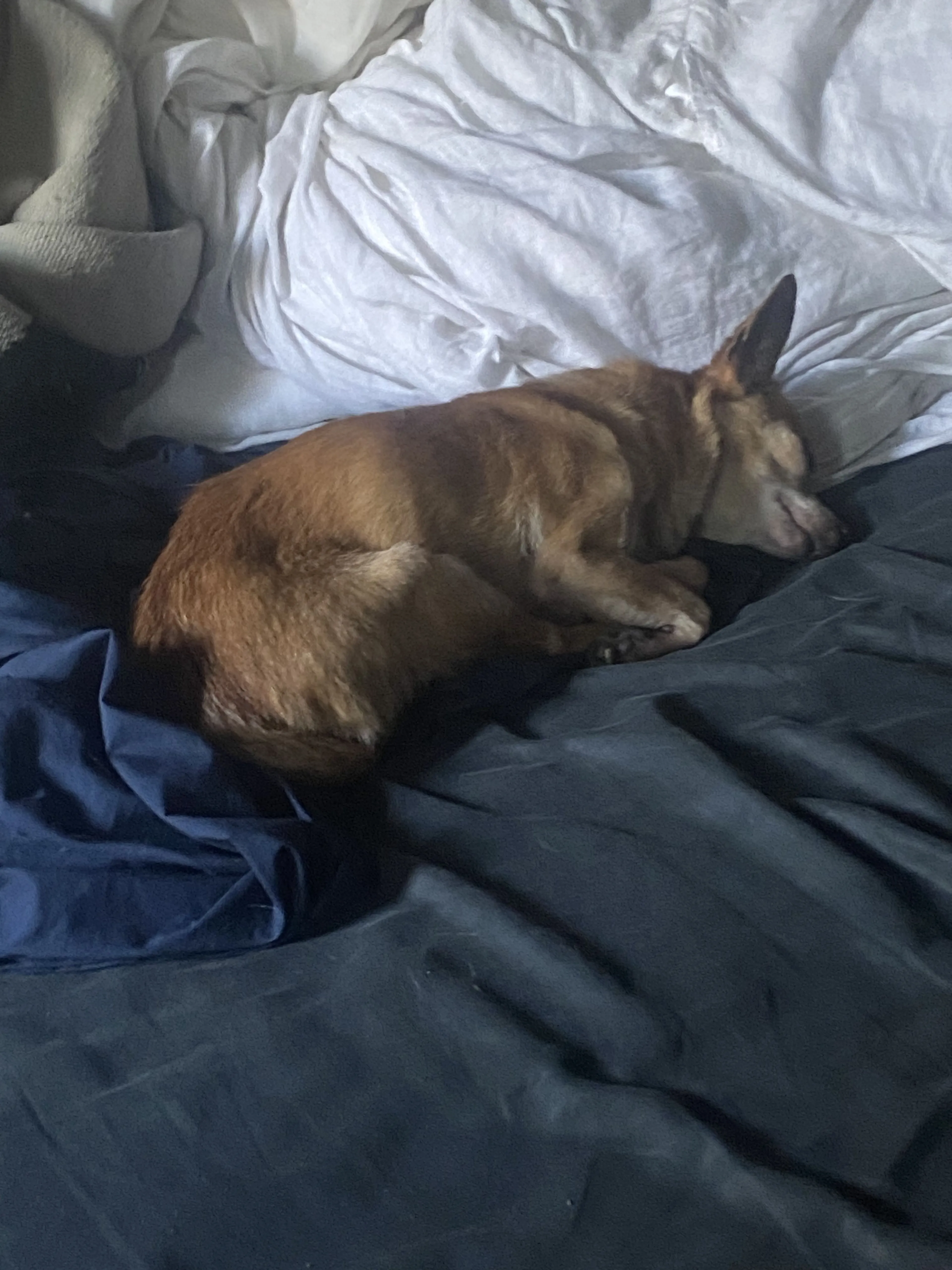 Lost pet-2