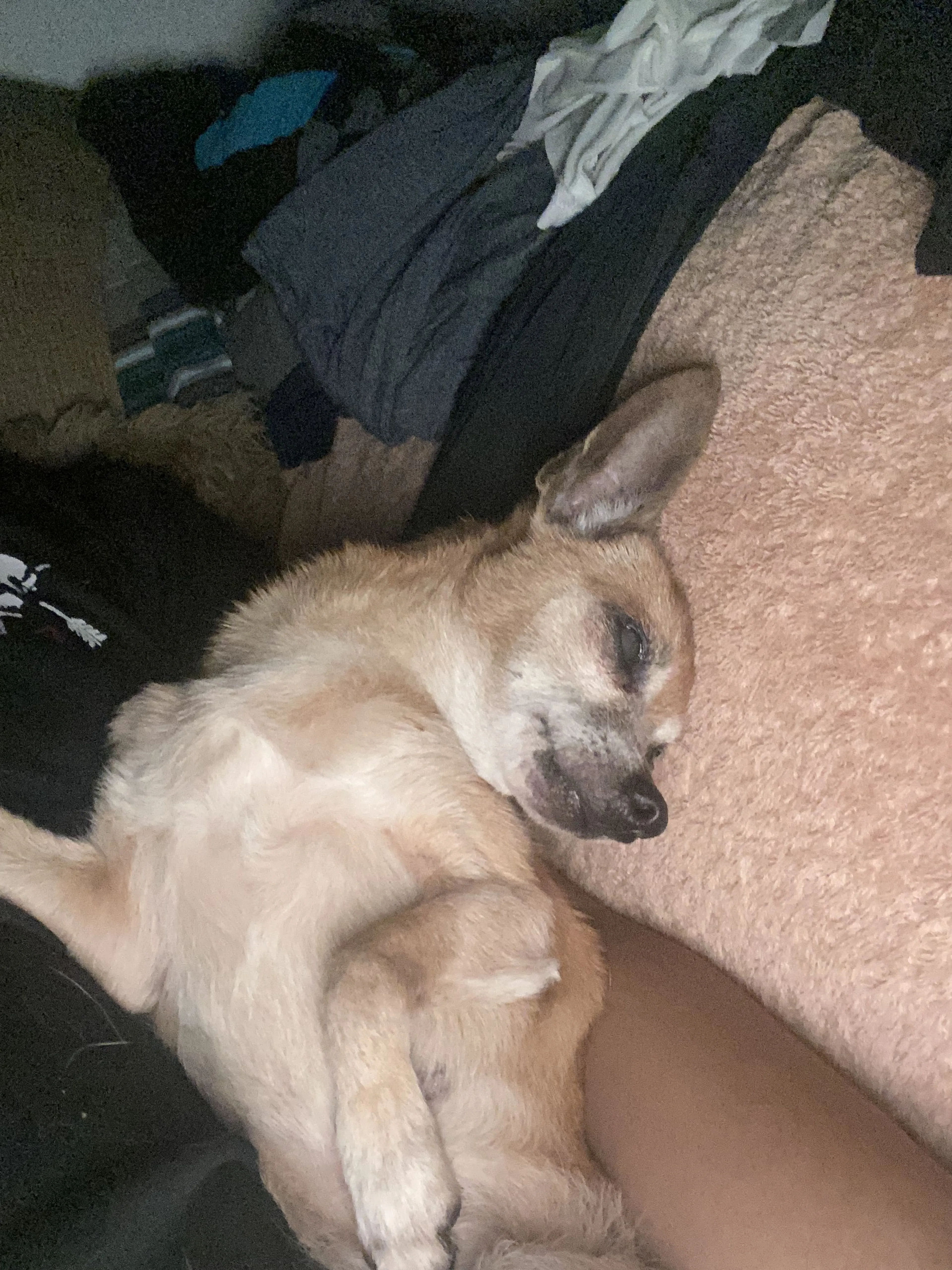 Lost pet-0