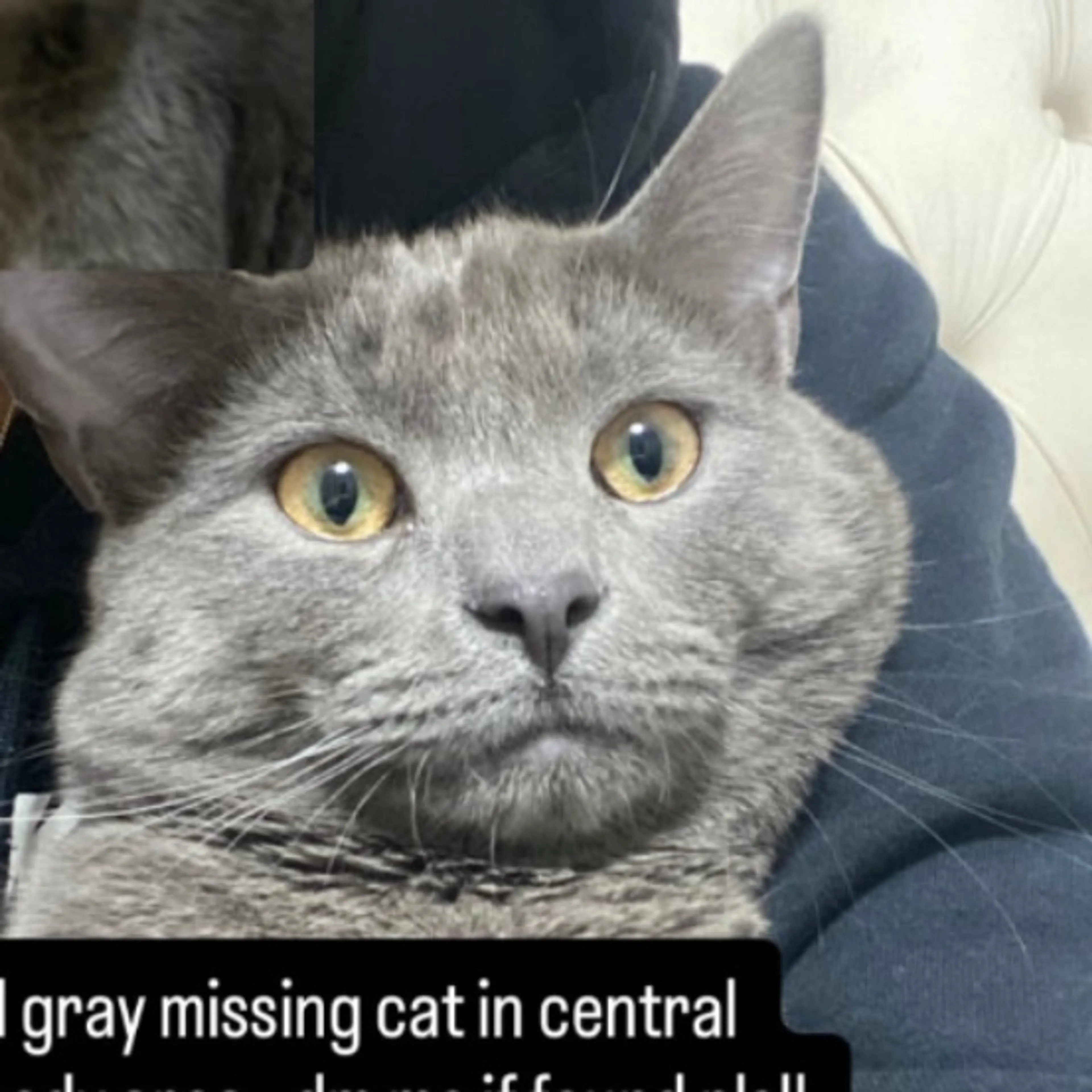 Lost pet