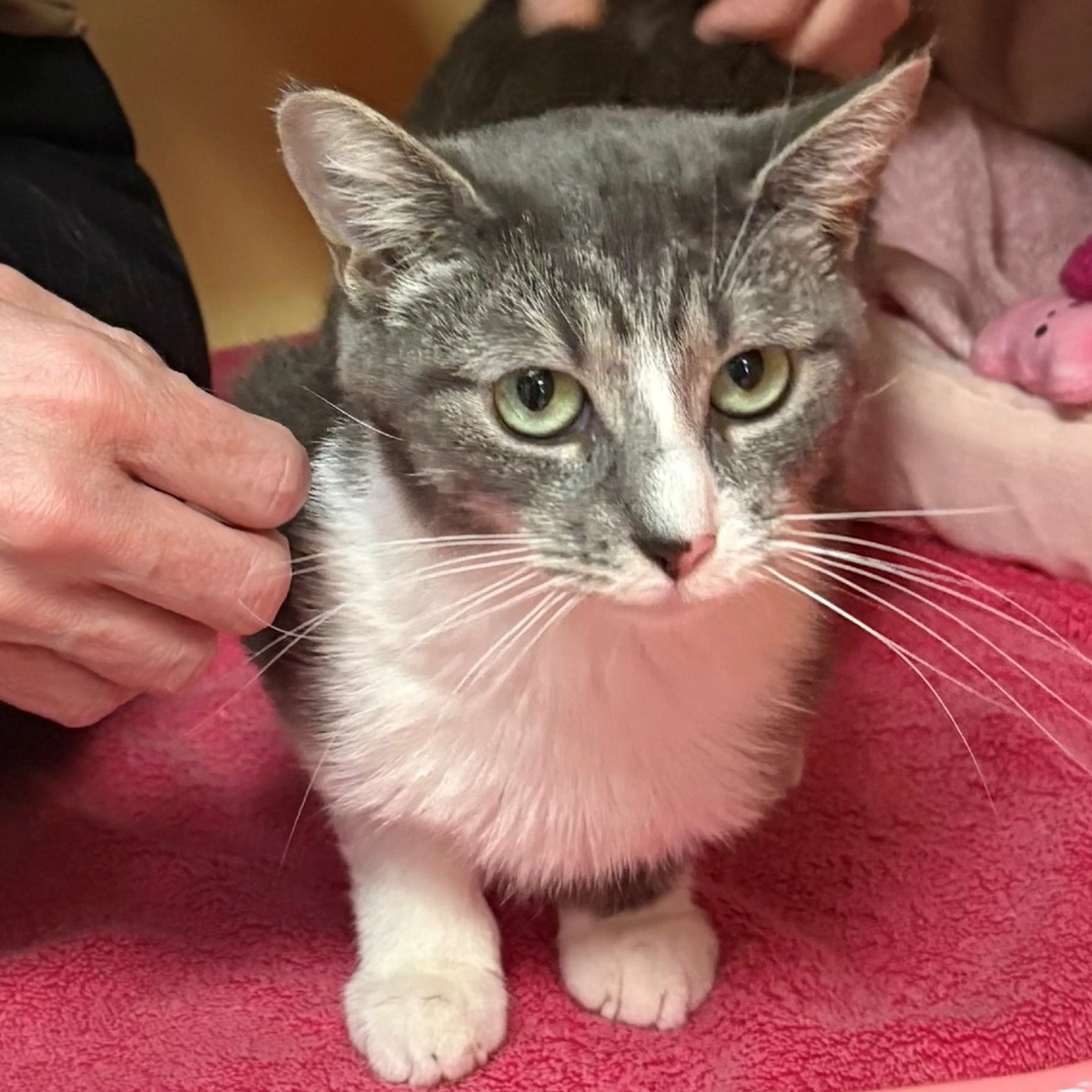 Found pet-3