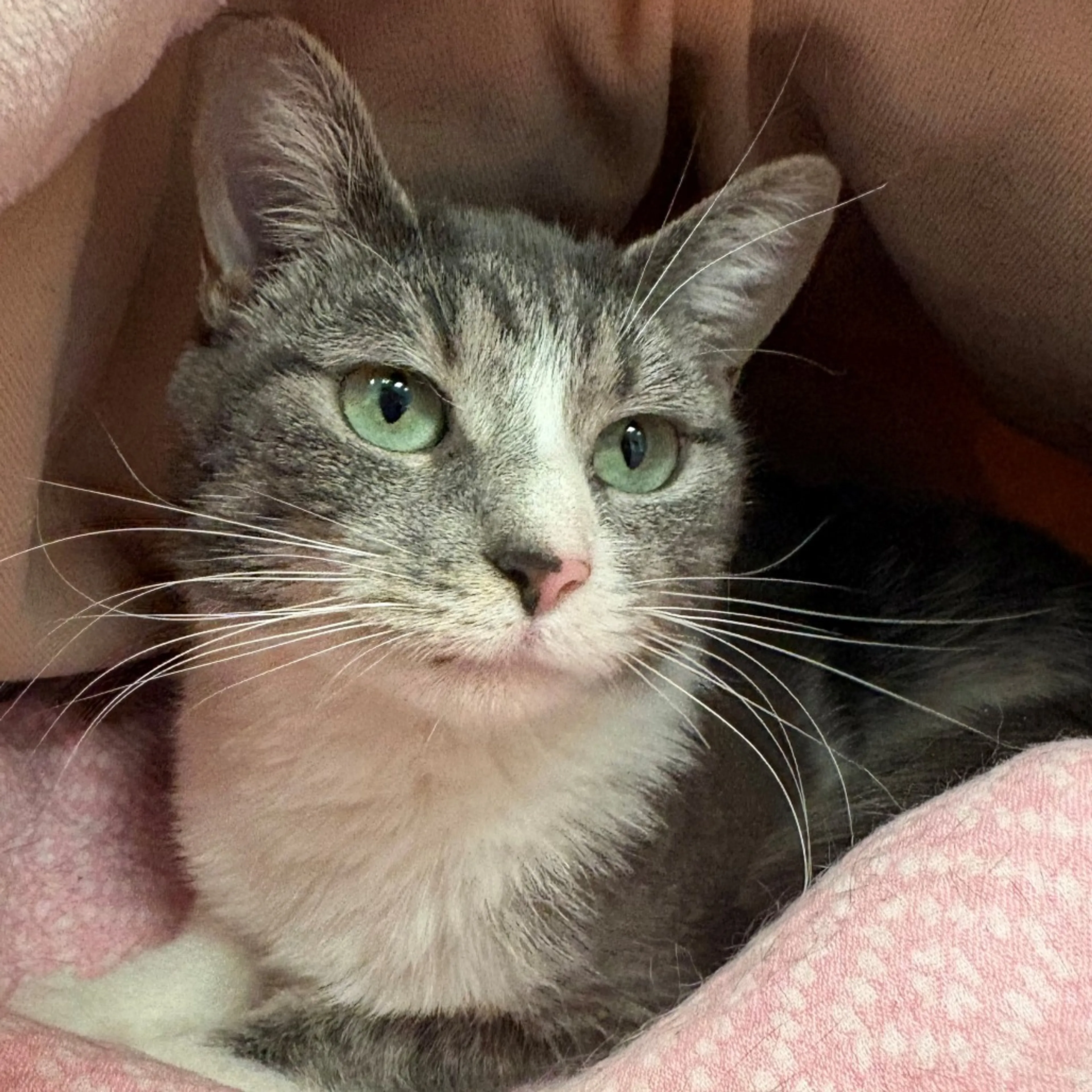 Found pet-1