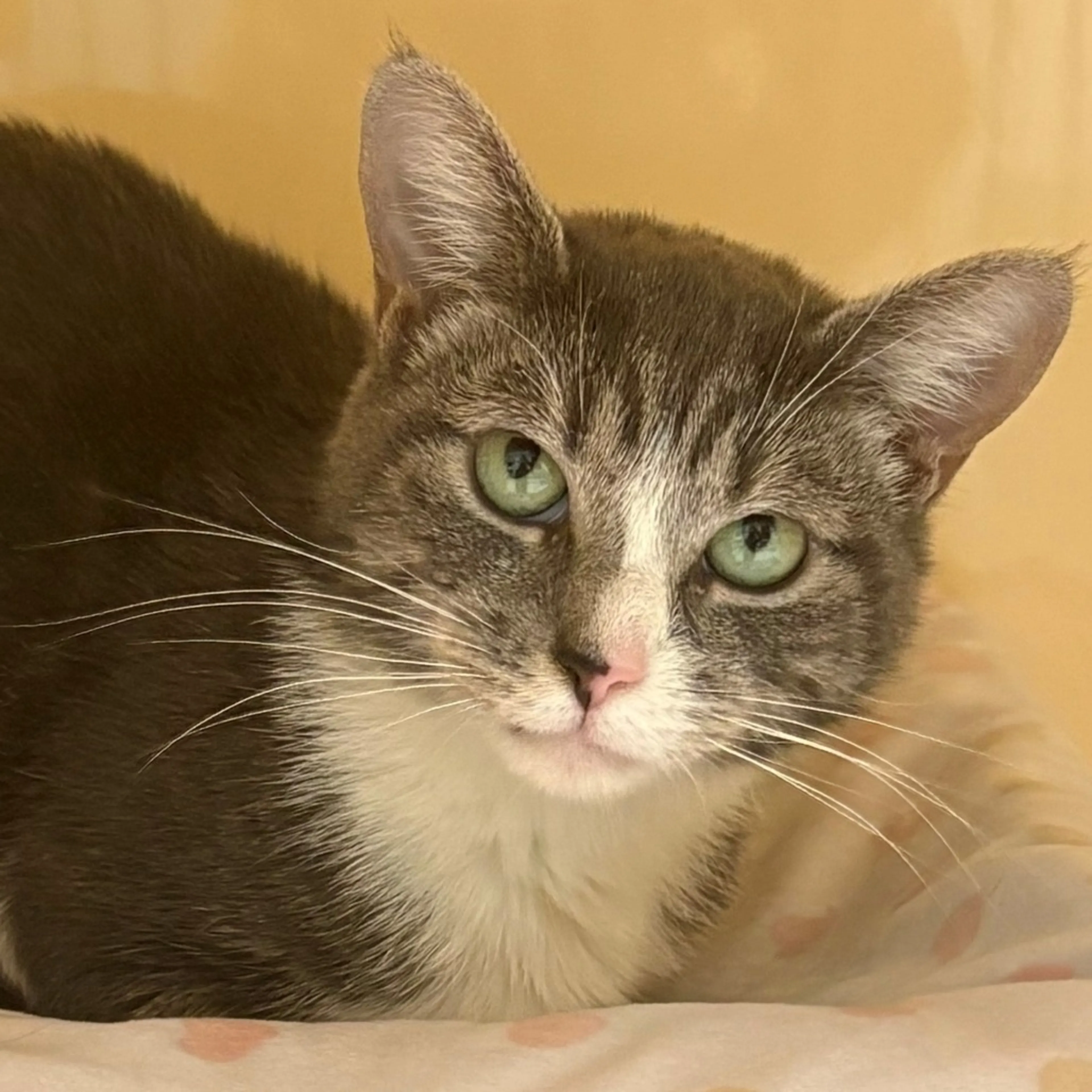 Found pet-5
